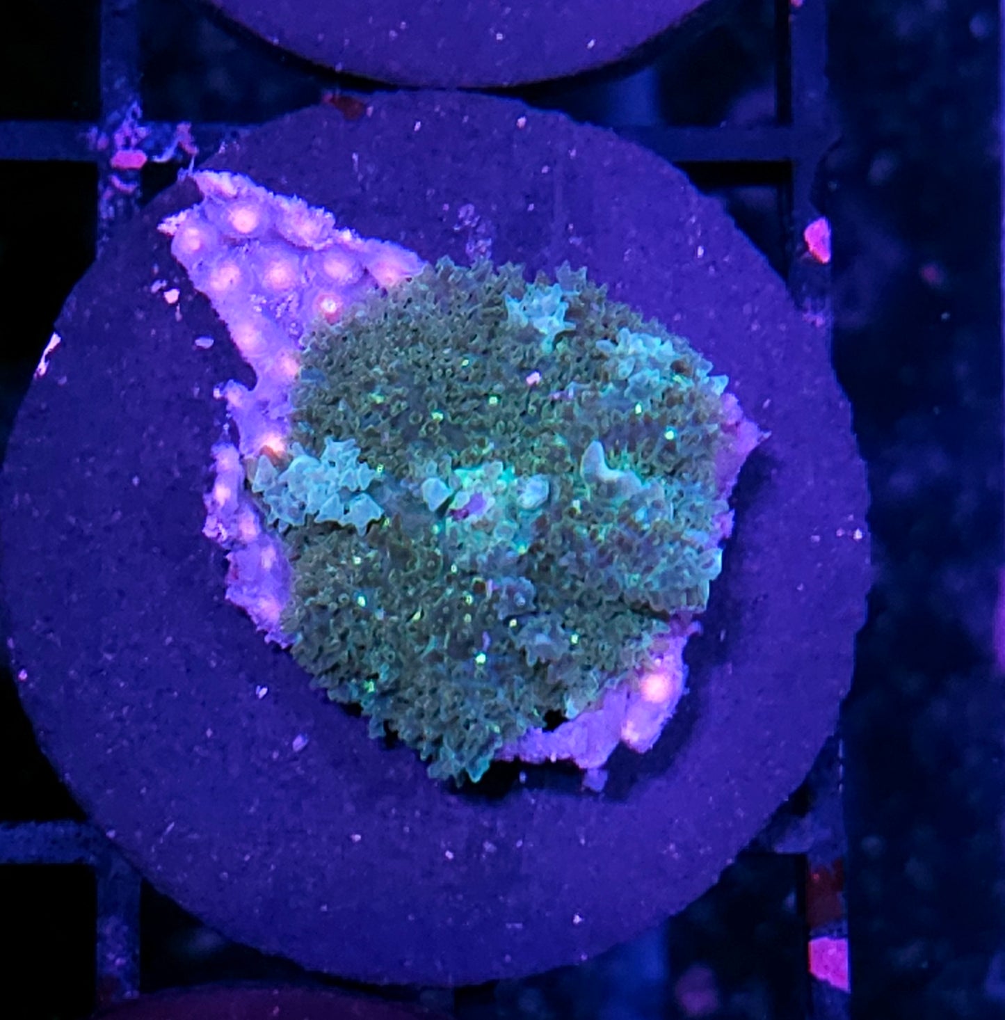 HF Swamp Thing Bounce Mushroom