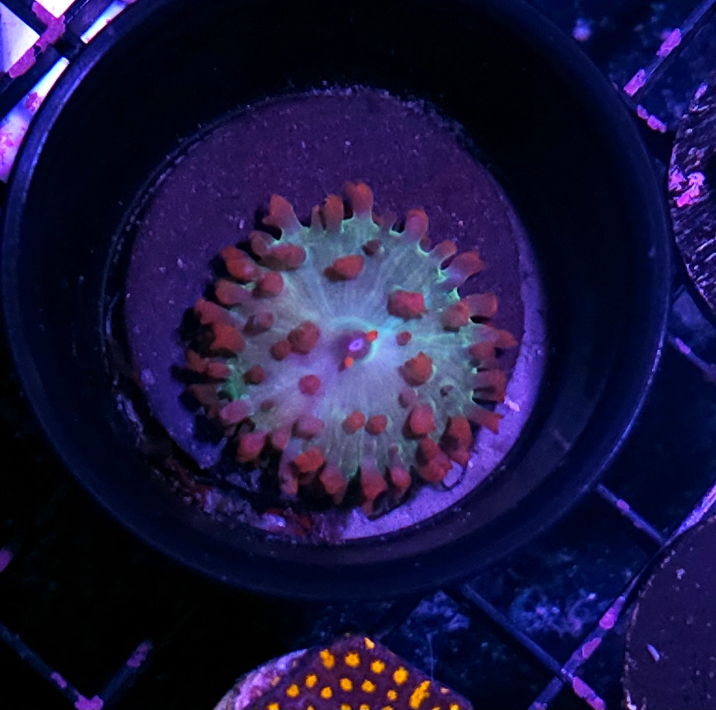 Funky St Thomas Mushroom