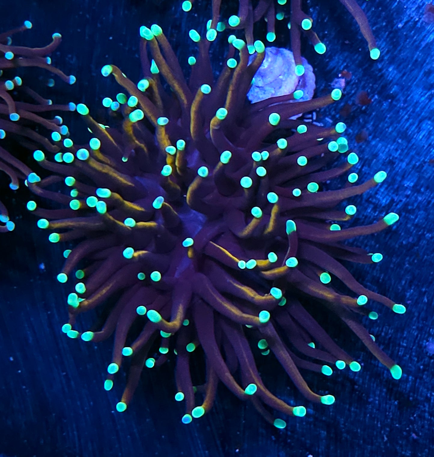 Gold Torch Variant Deal