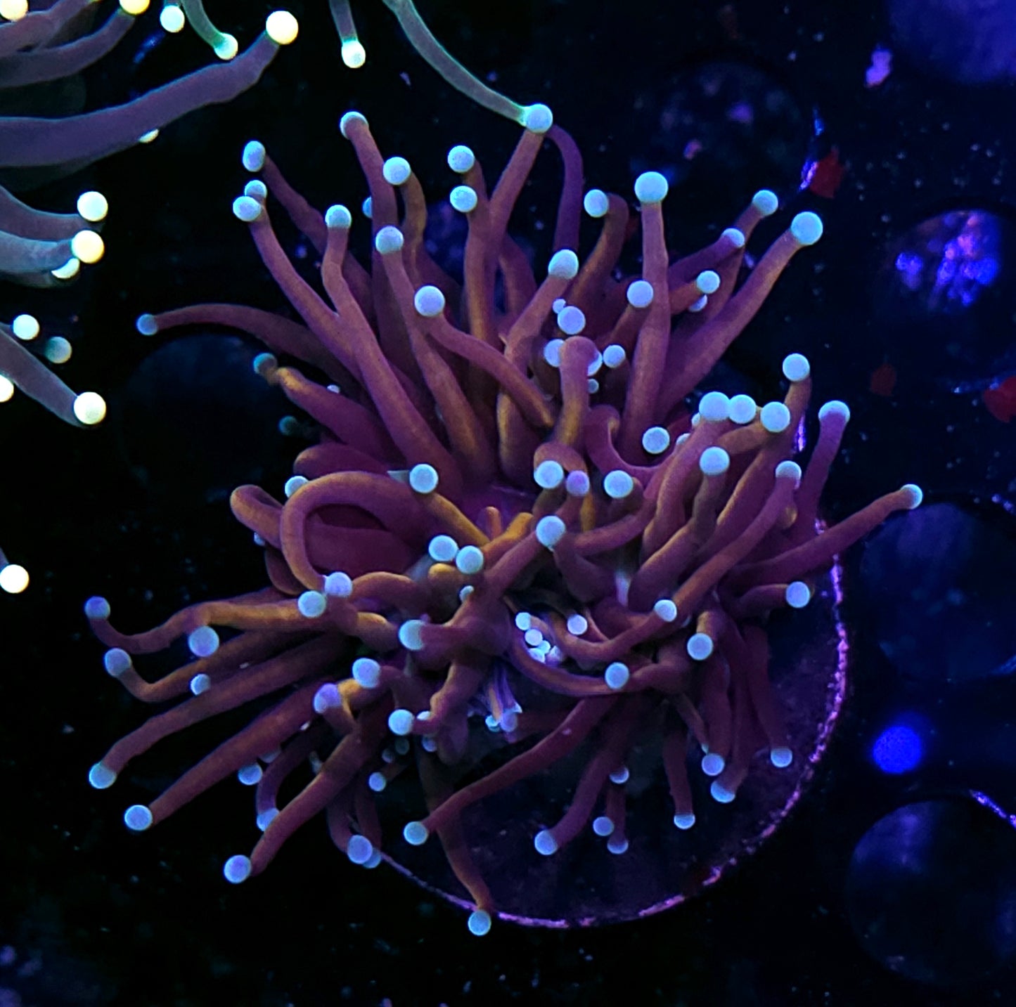 Gold Torch Variant Deal