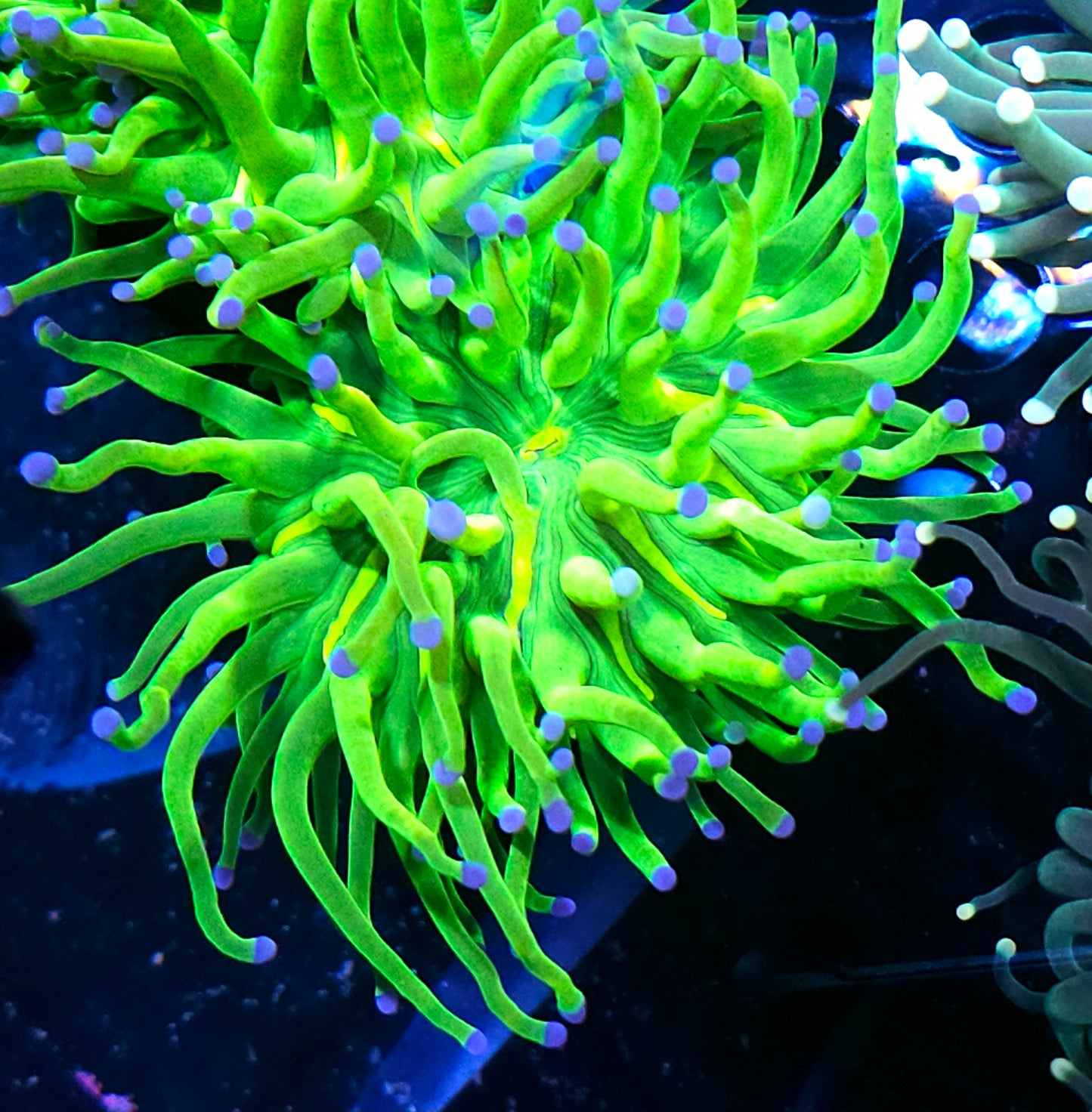 Closet Freak Holy Grail Torch Deal