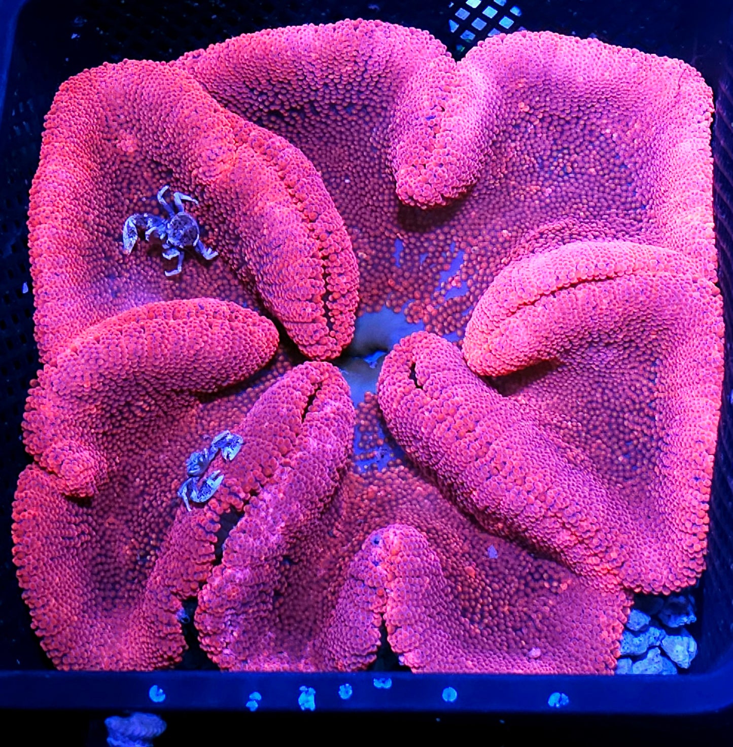 Barbie World Pink Carpet Anemone with Mated Pair of Porcelain Crabs