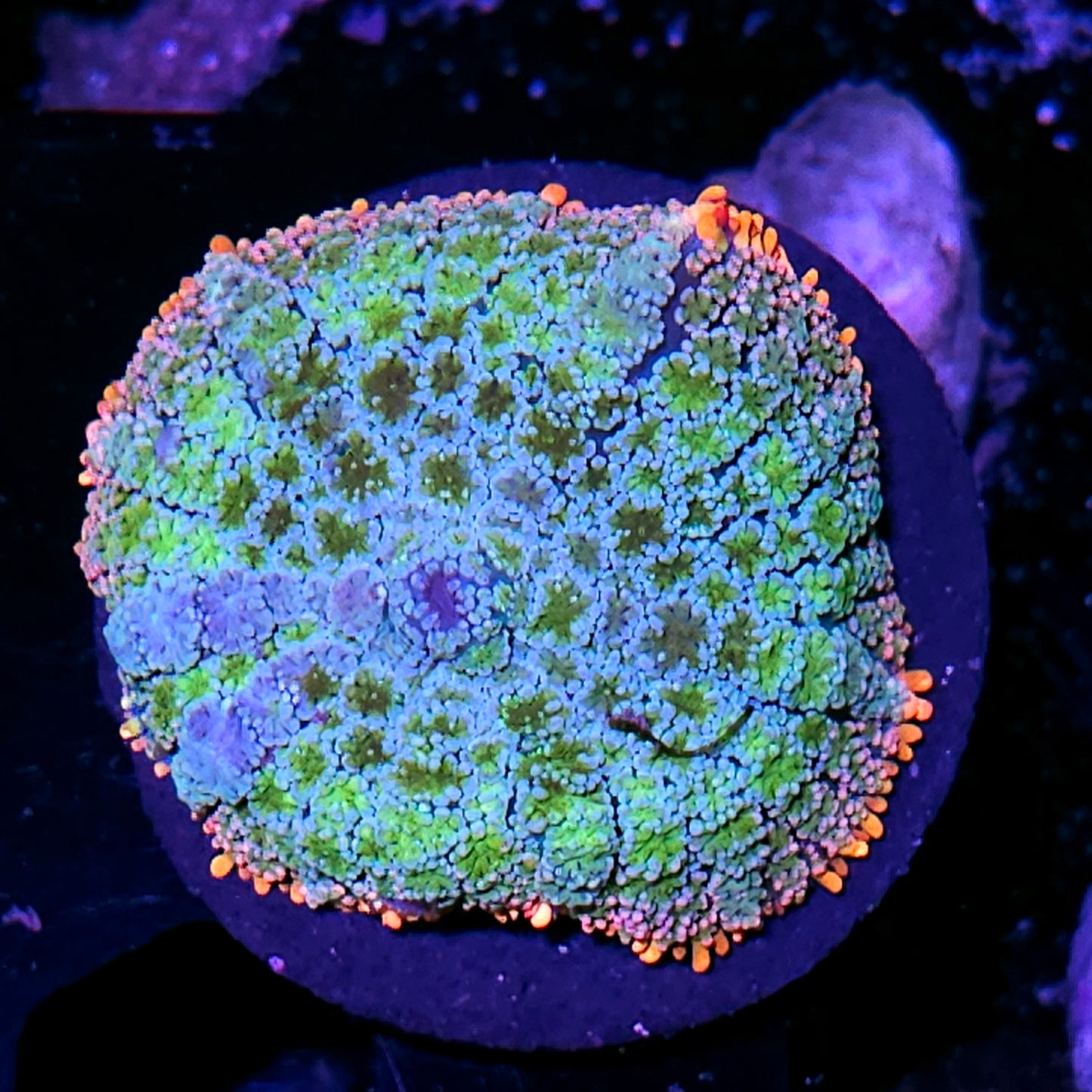 Frankenstein Bounce Mushroom