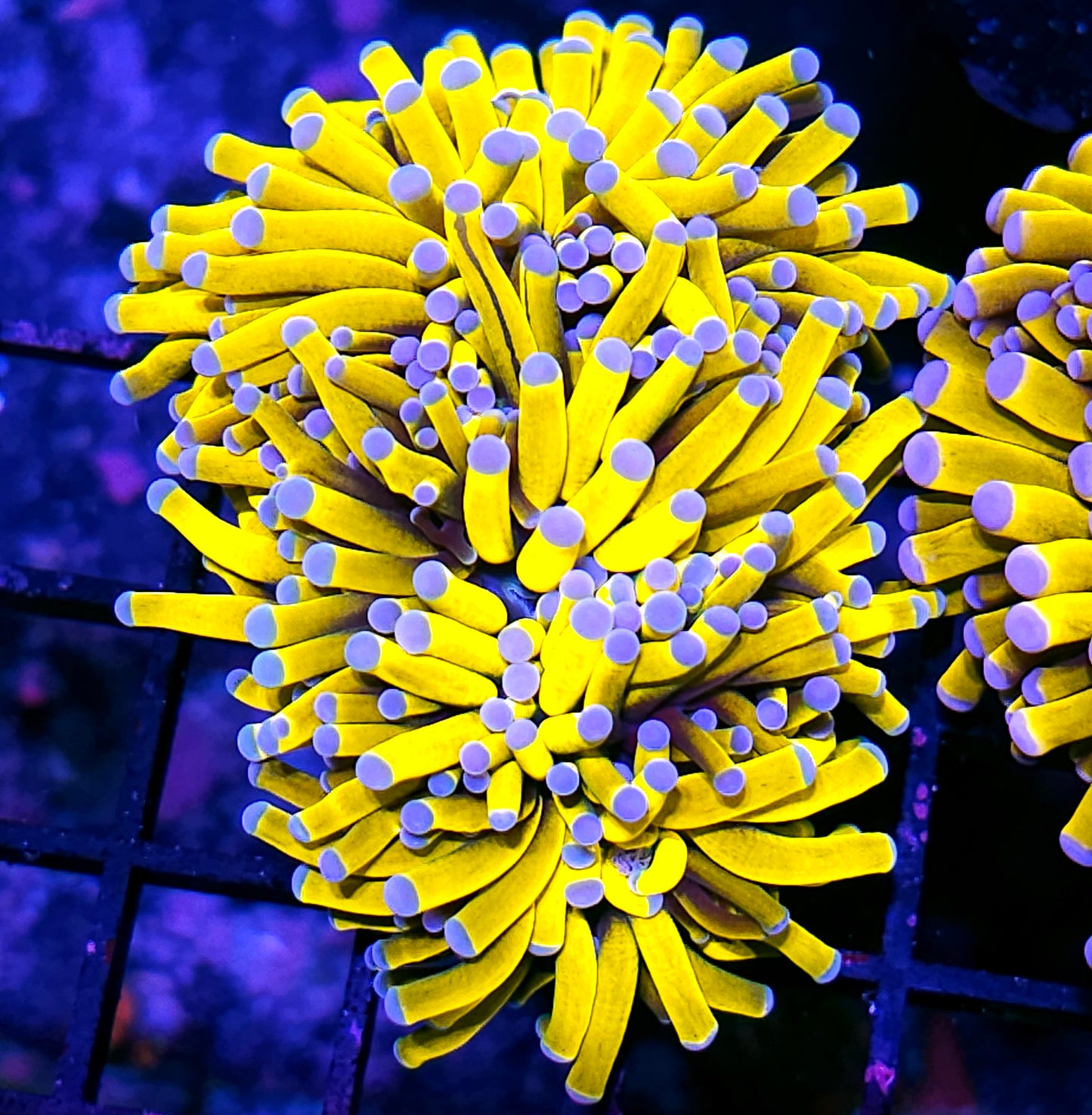 Double Banana π Grail Torch