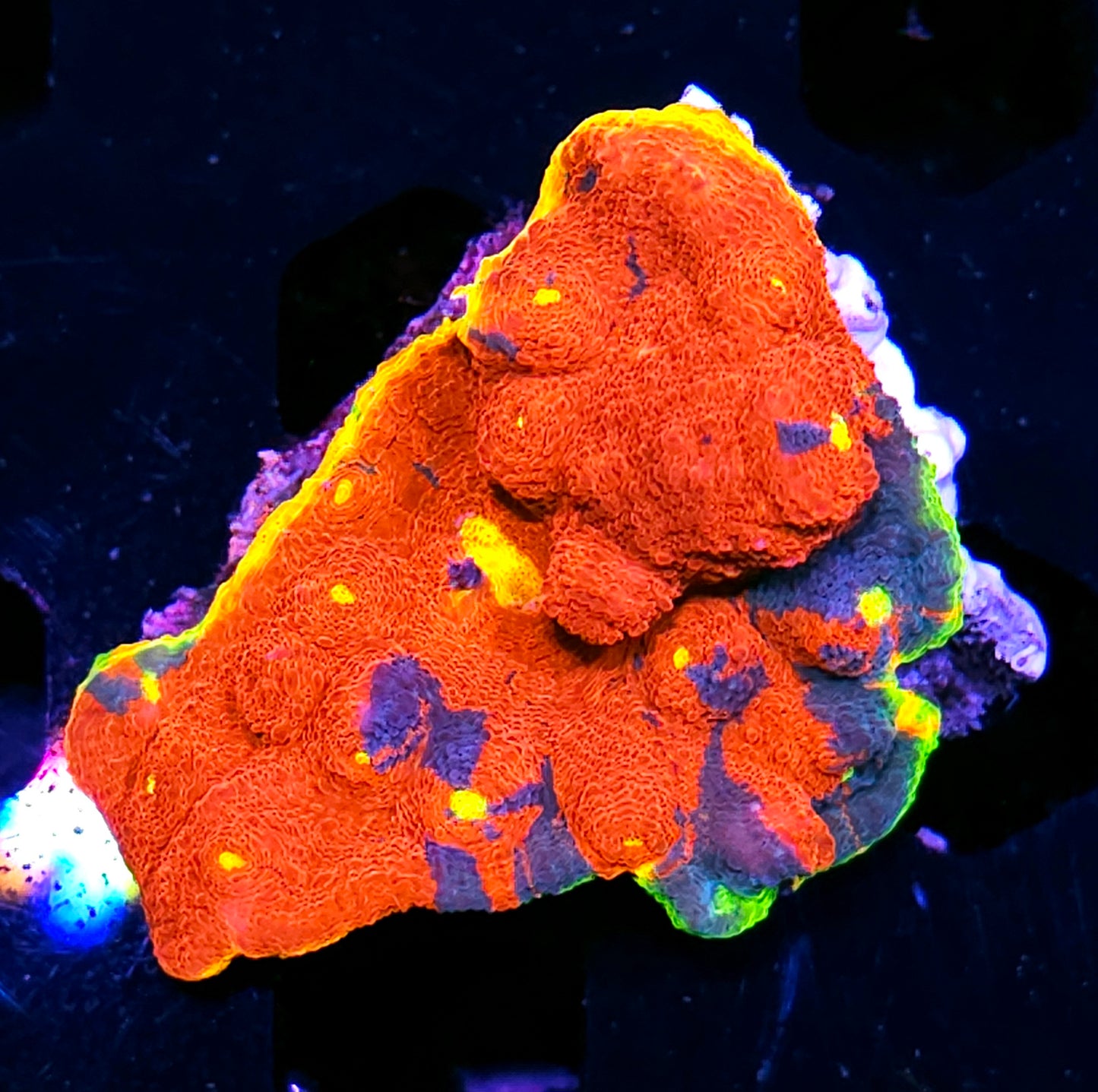 Dynamite Rainbow Chalice Colony