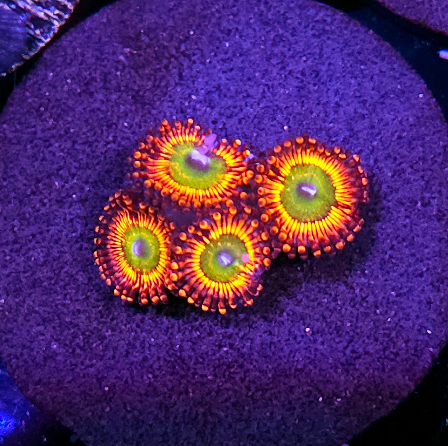 HF Scorch Trials Zoas
