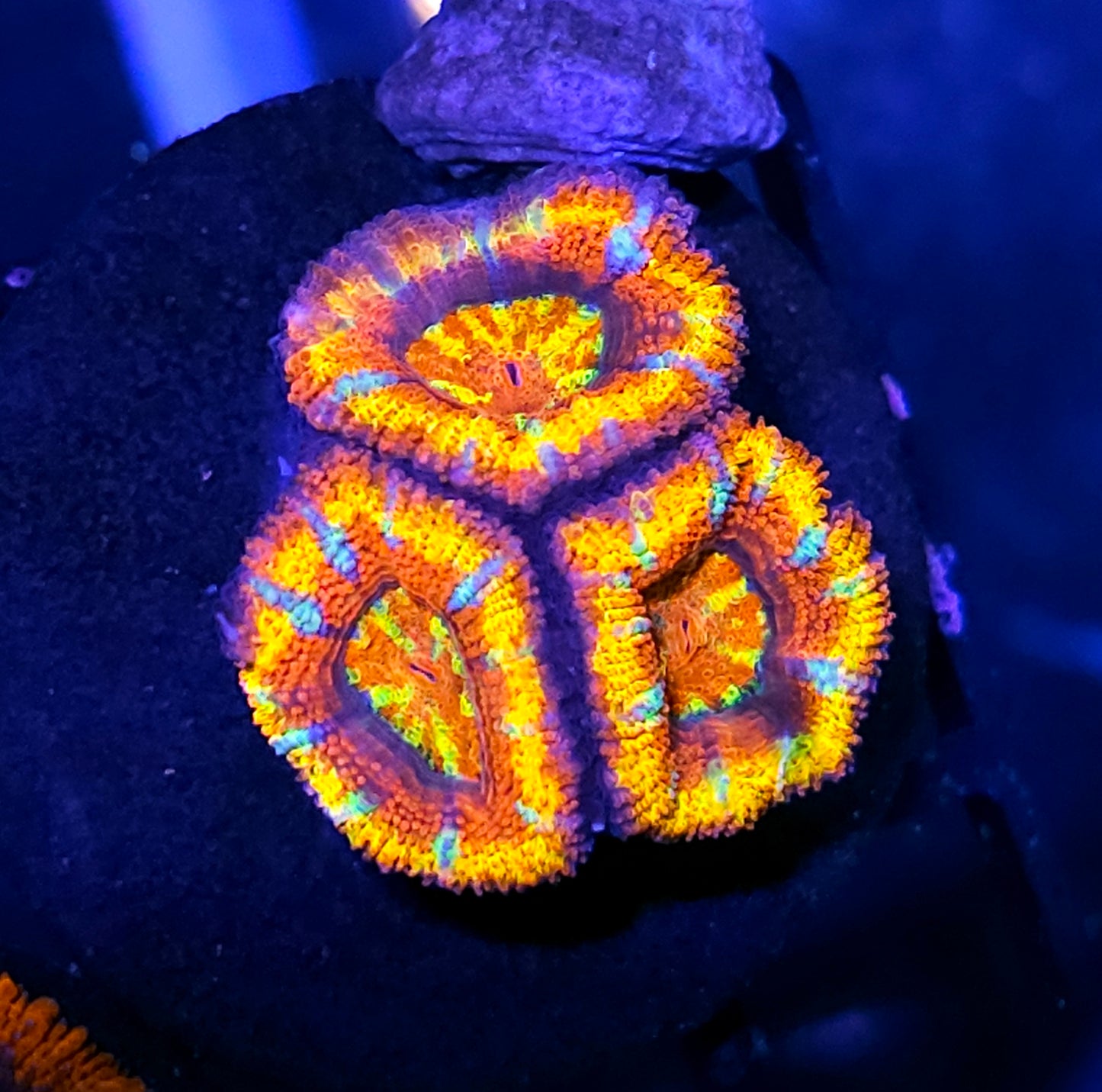 HF Acid Trip Masterpiece Acan
