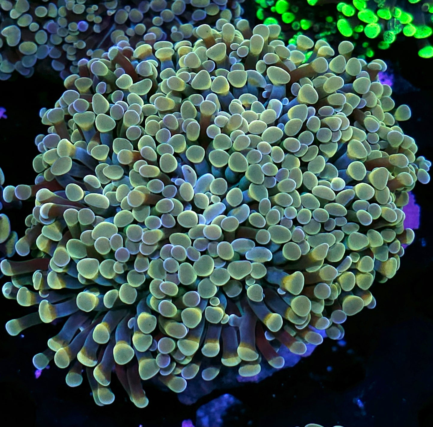 Approx 6 Head Rainbow Hologram Branching Hammer Colony