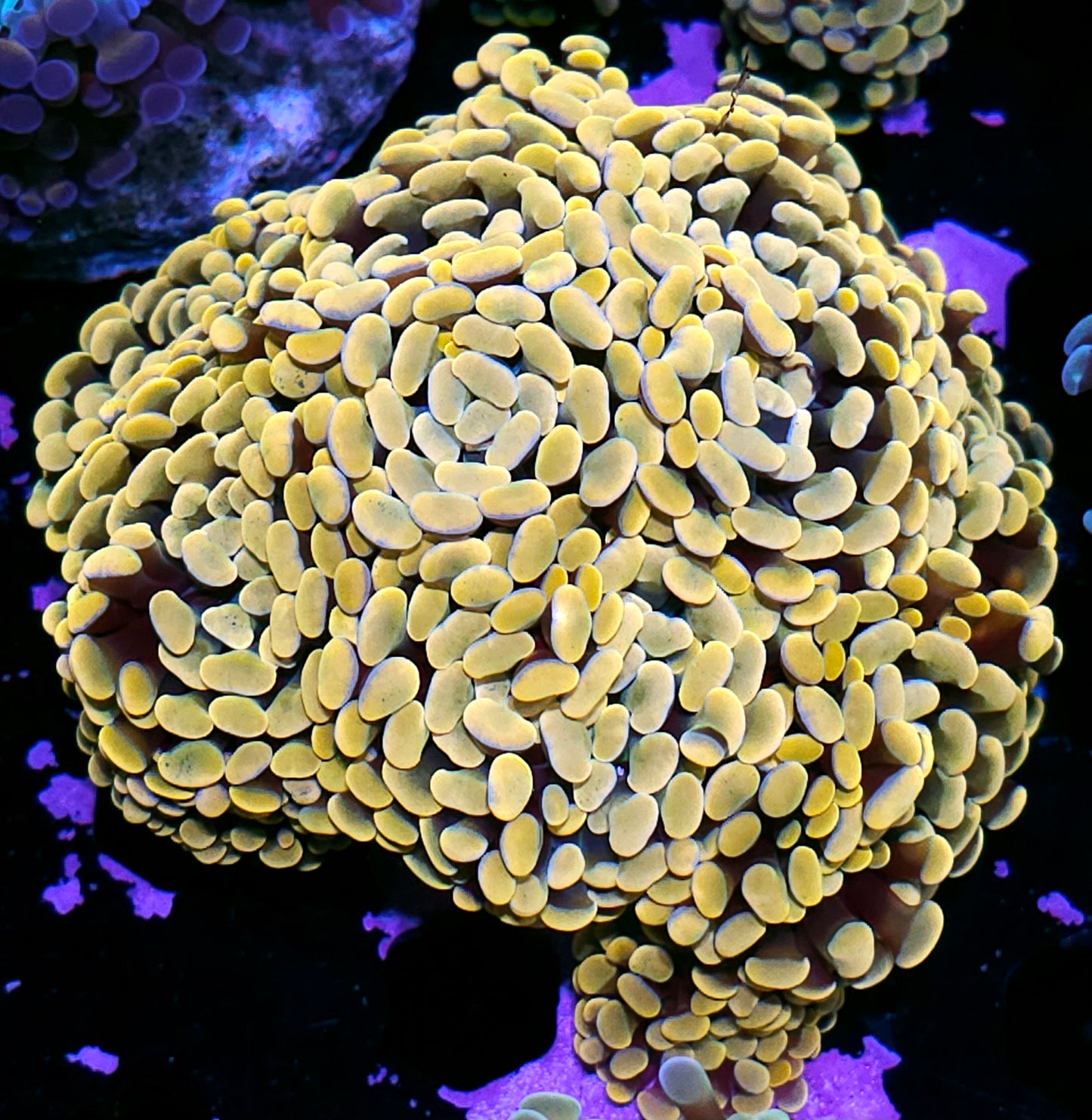 Approx 8 Head Viking Gold Branching Hammer Colony