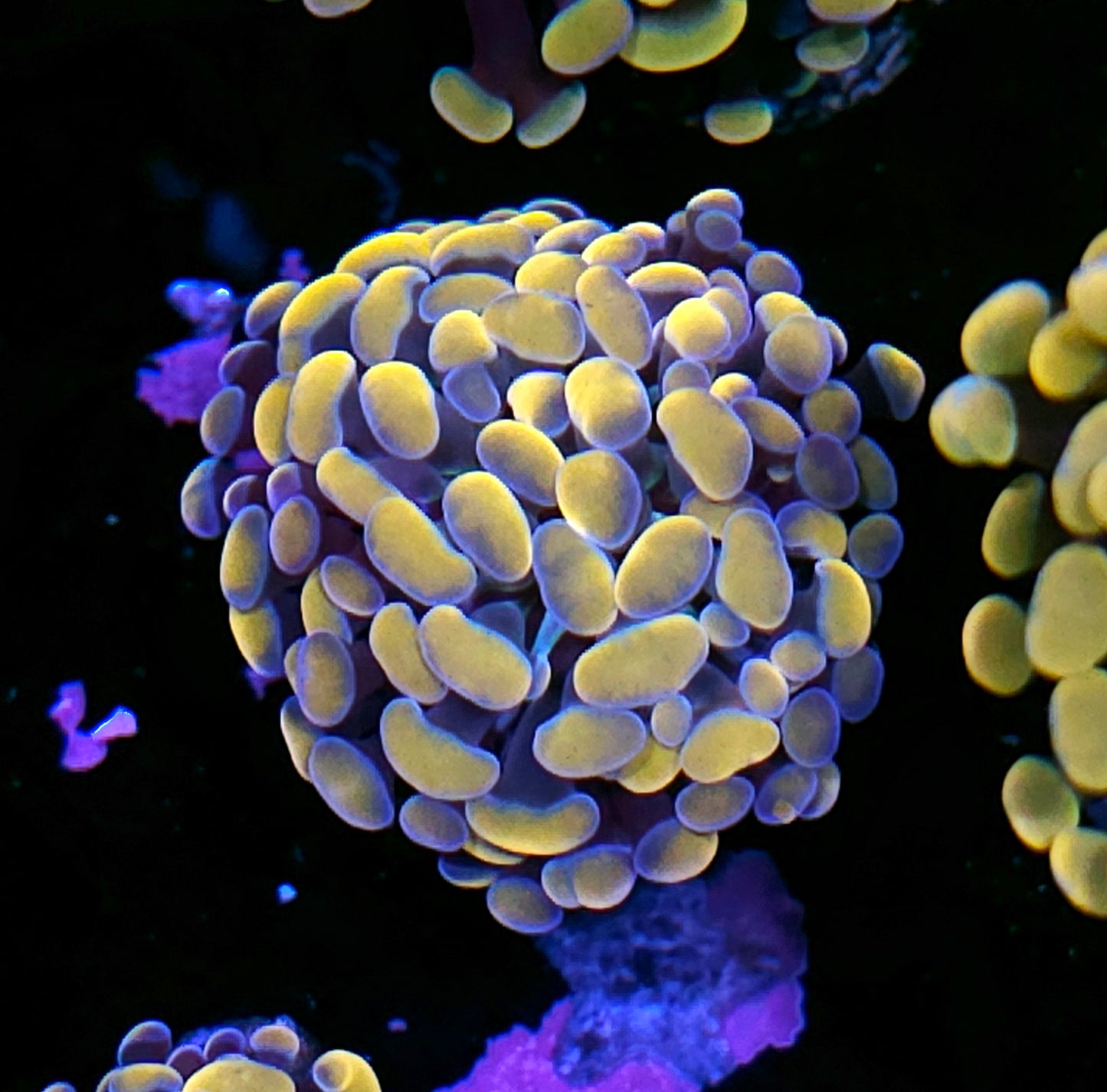 Golden Branching Hammer