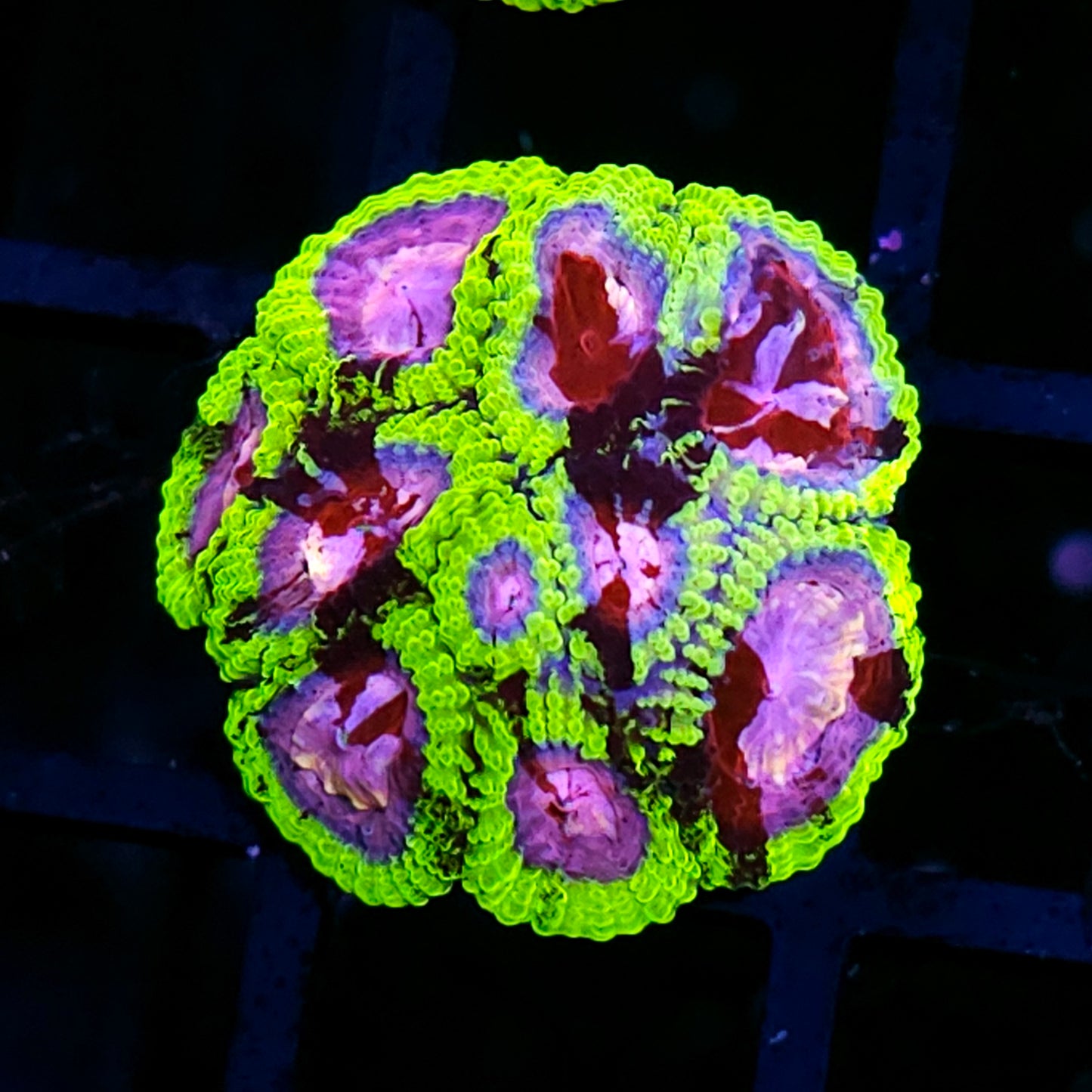 HF Ultimate Warrior Favia