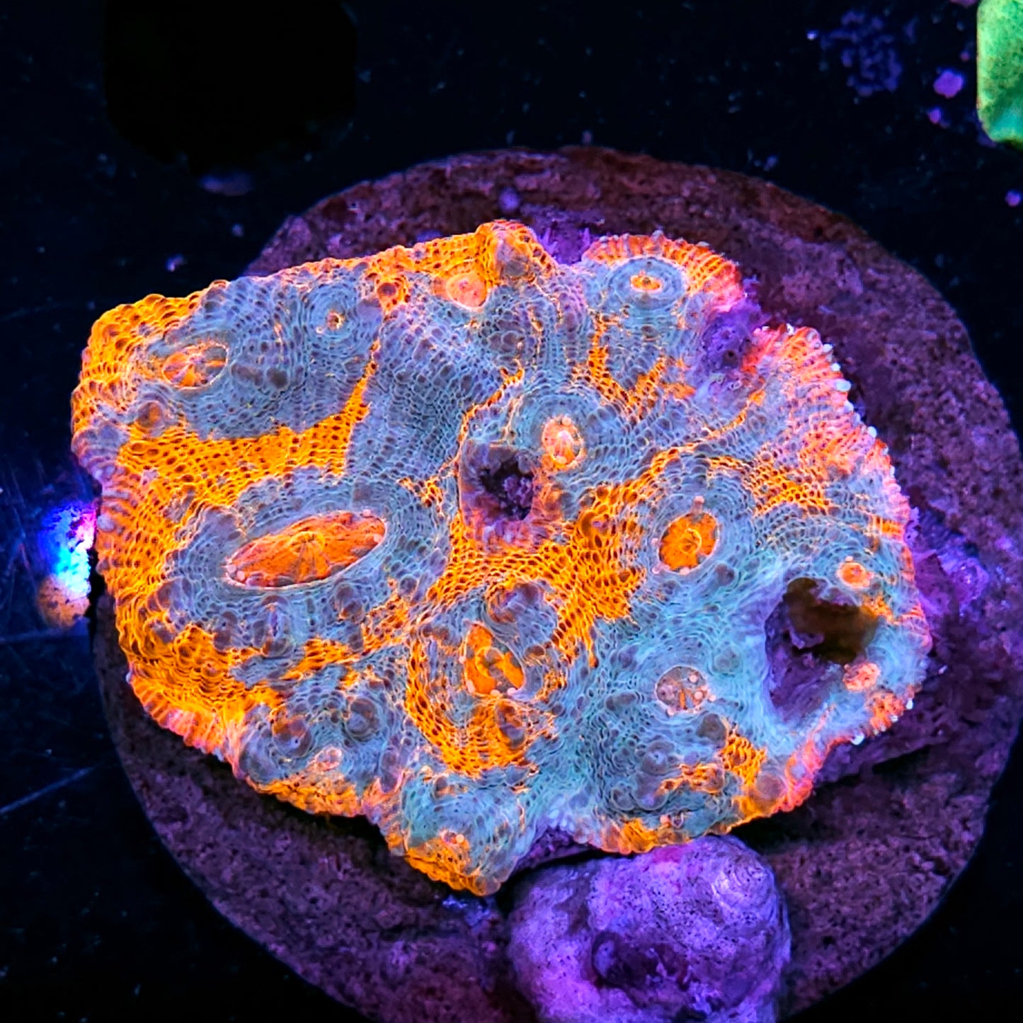 Roaring Skies Chalice Colony