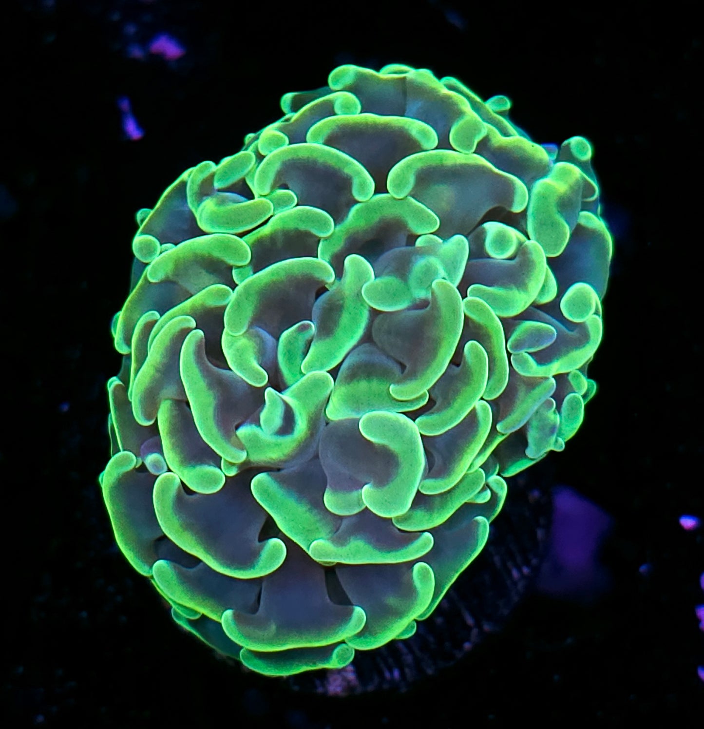 Plasma Green Fat Head Branching Hammer