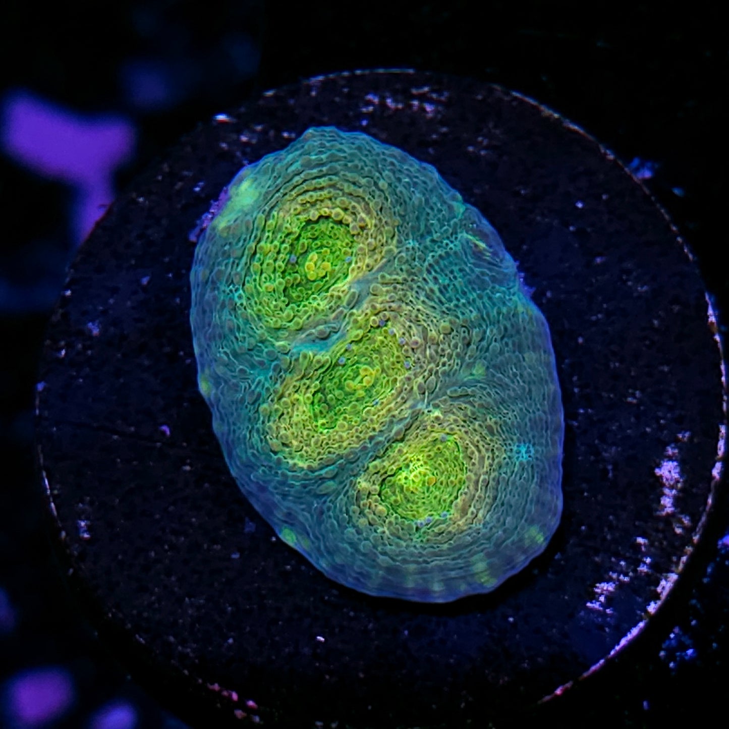 Snake Handler Acan Echinata