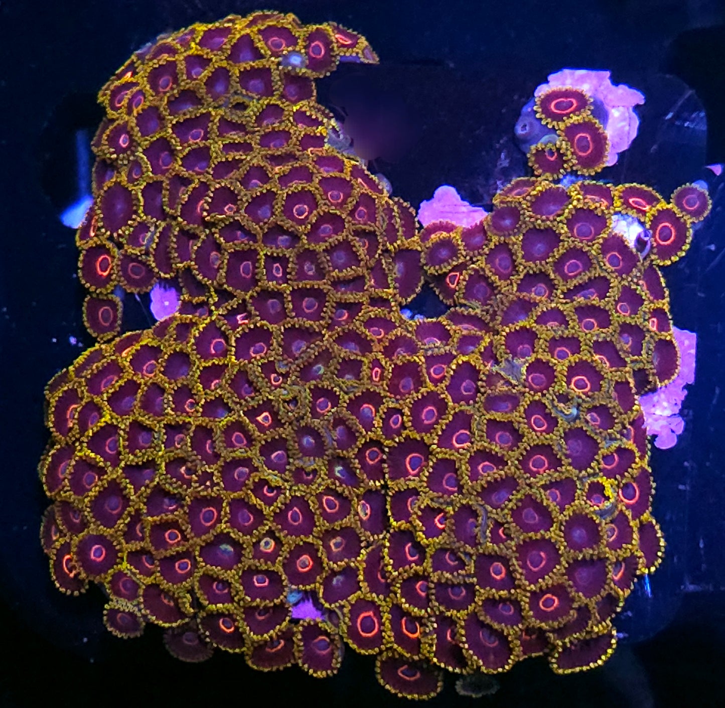 Taiwan Angry Hornet Zoa Colony