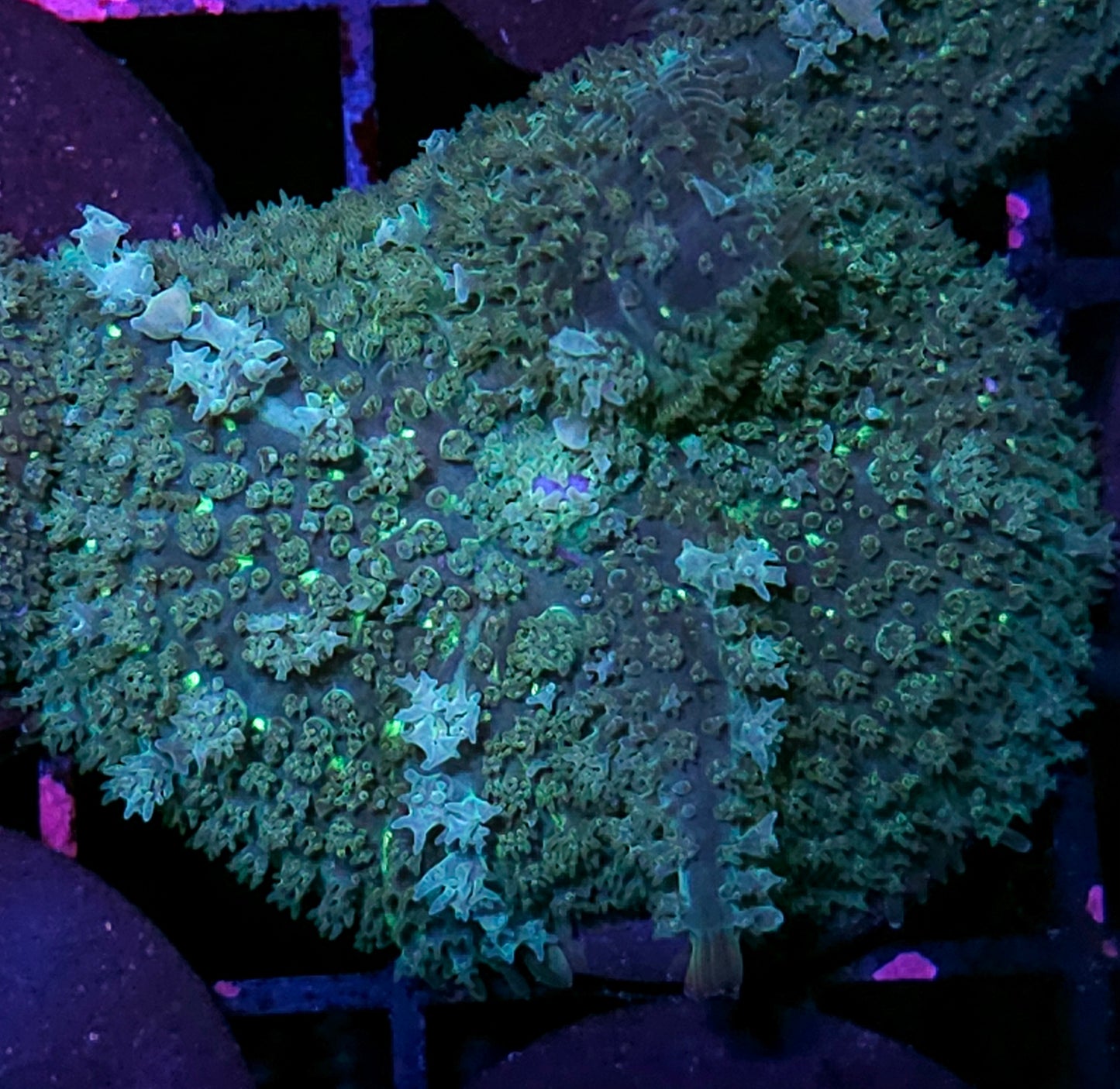 Kimchi Bounce Mushroom