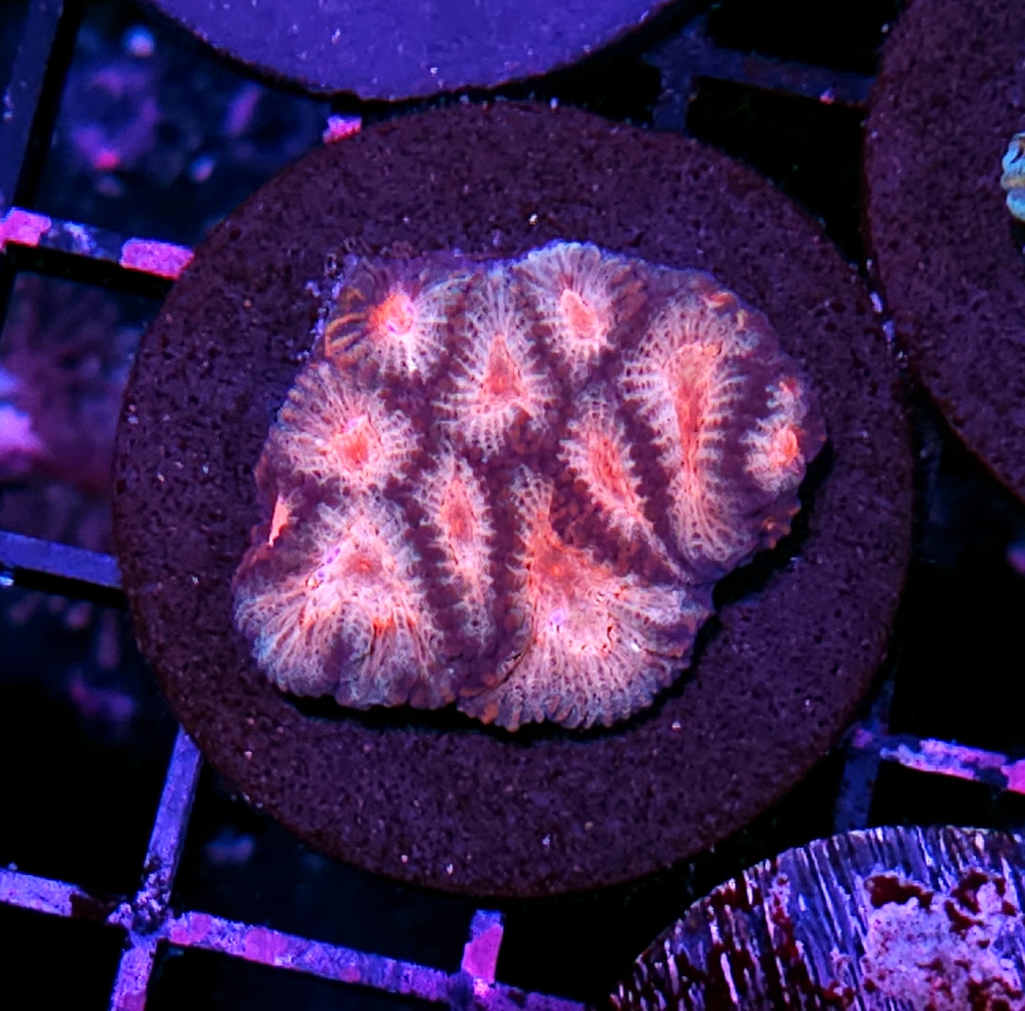 HF Cosmopolitan Favia