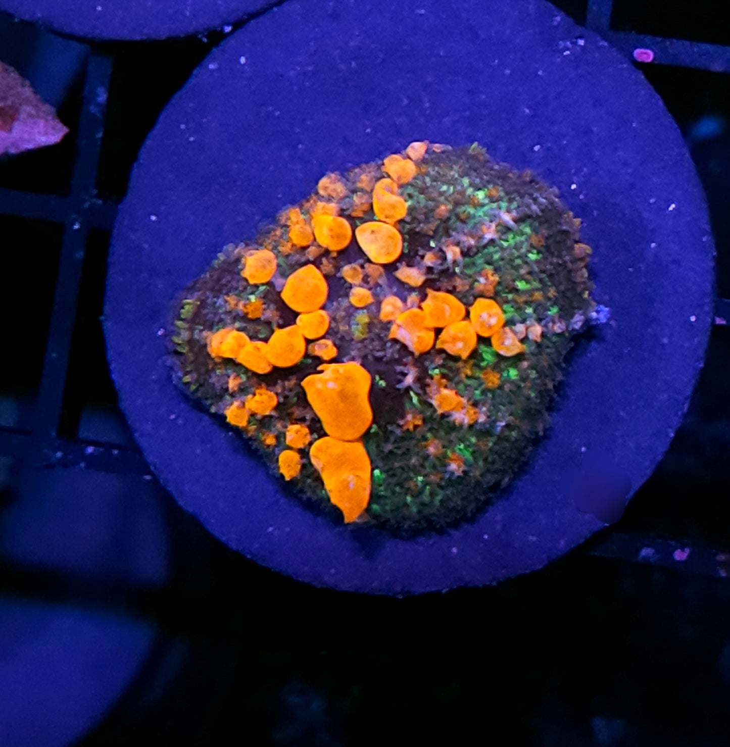 WWC Lineaged Bounce Mushroom