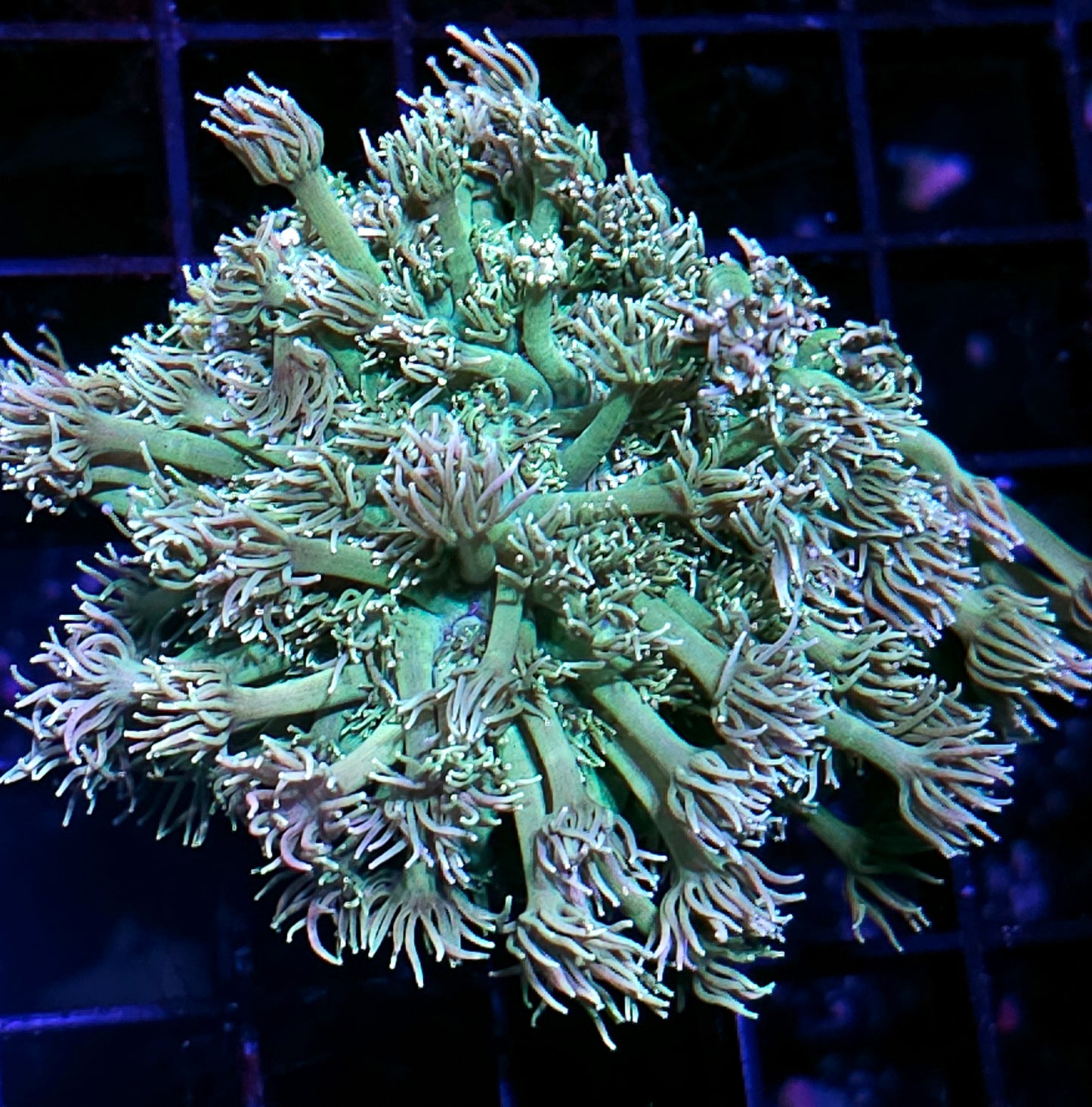 Sexy Goniopora Colony OPENS BIG