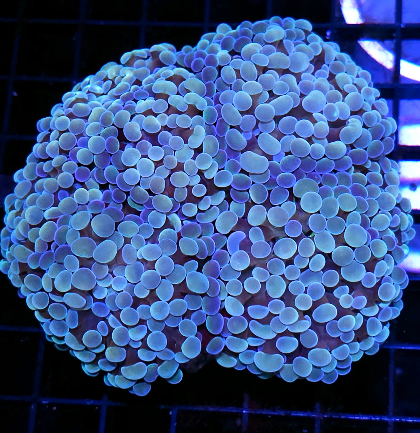 Approx 5-6 Head Elixir Froghammer Colony