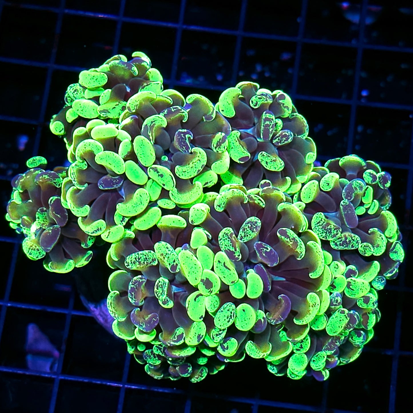 Approx 8-9 Head Spitting Cobra Branching Hammer Colony 😱🤯