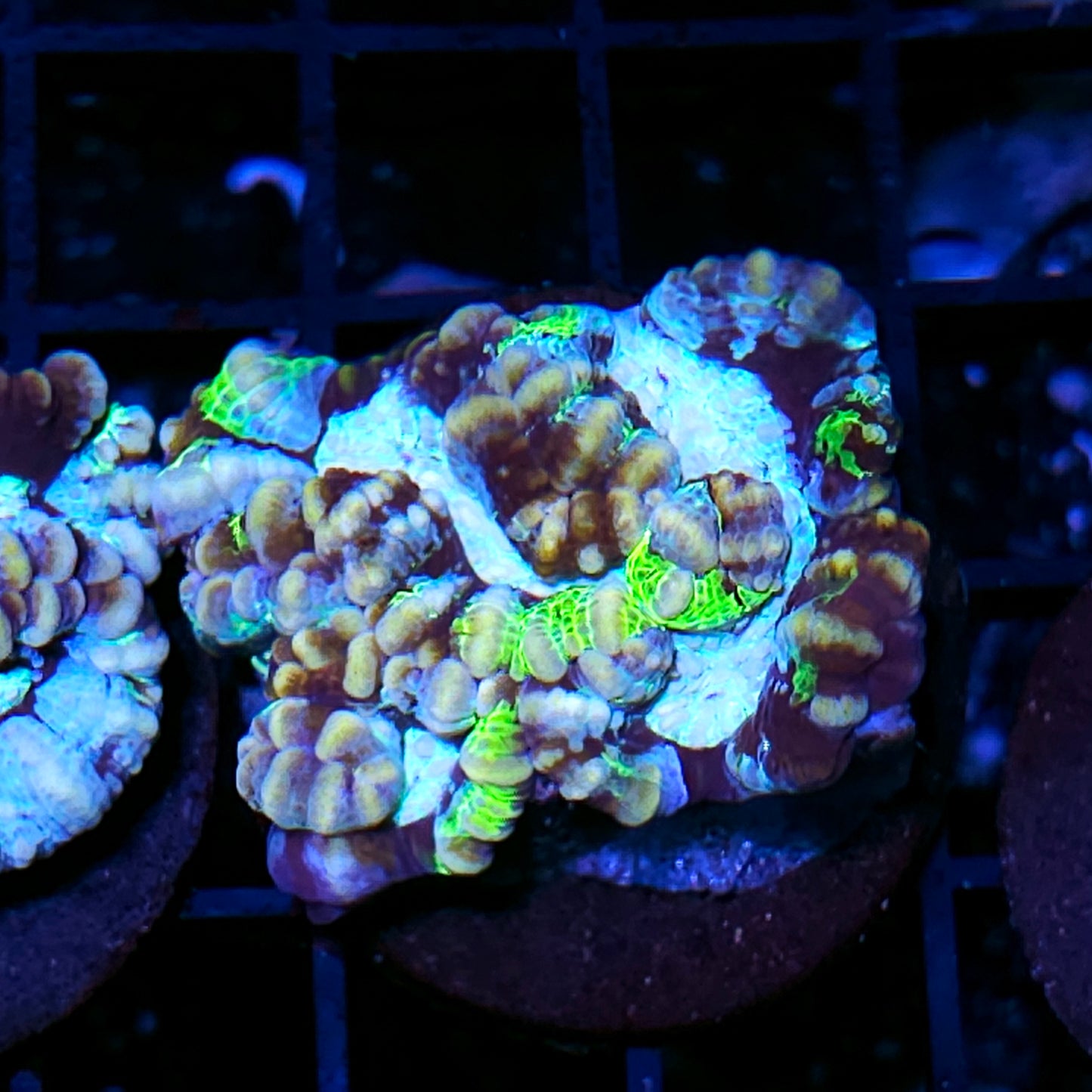 Crazy Symphyllia Wilsoni