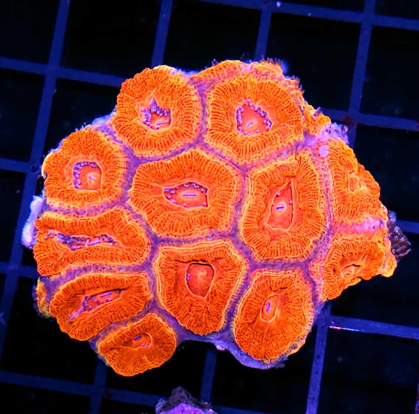 Inferno Acan Colony