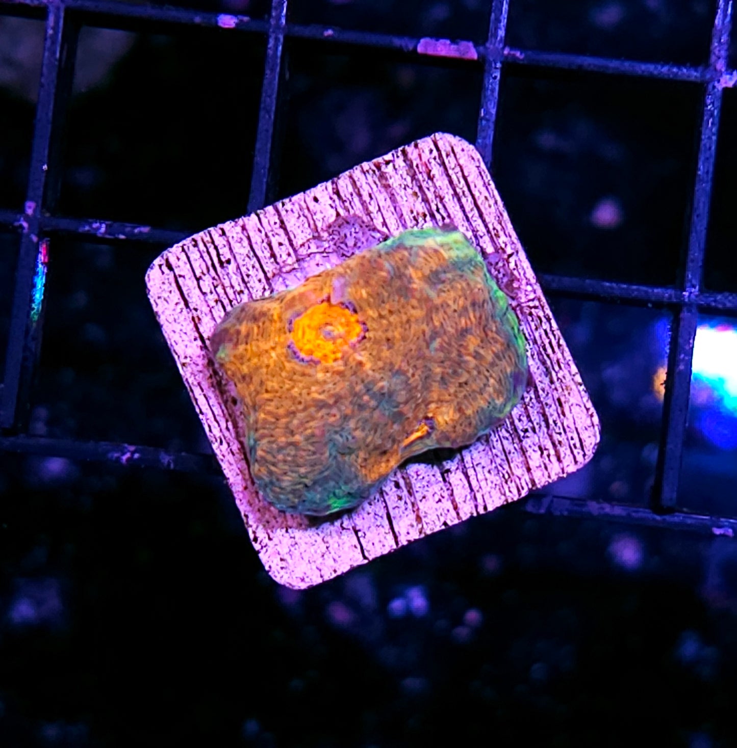 Orange Crush Acan Echinata