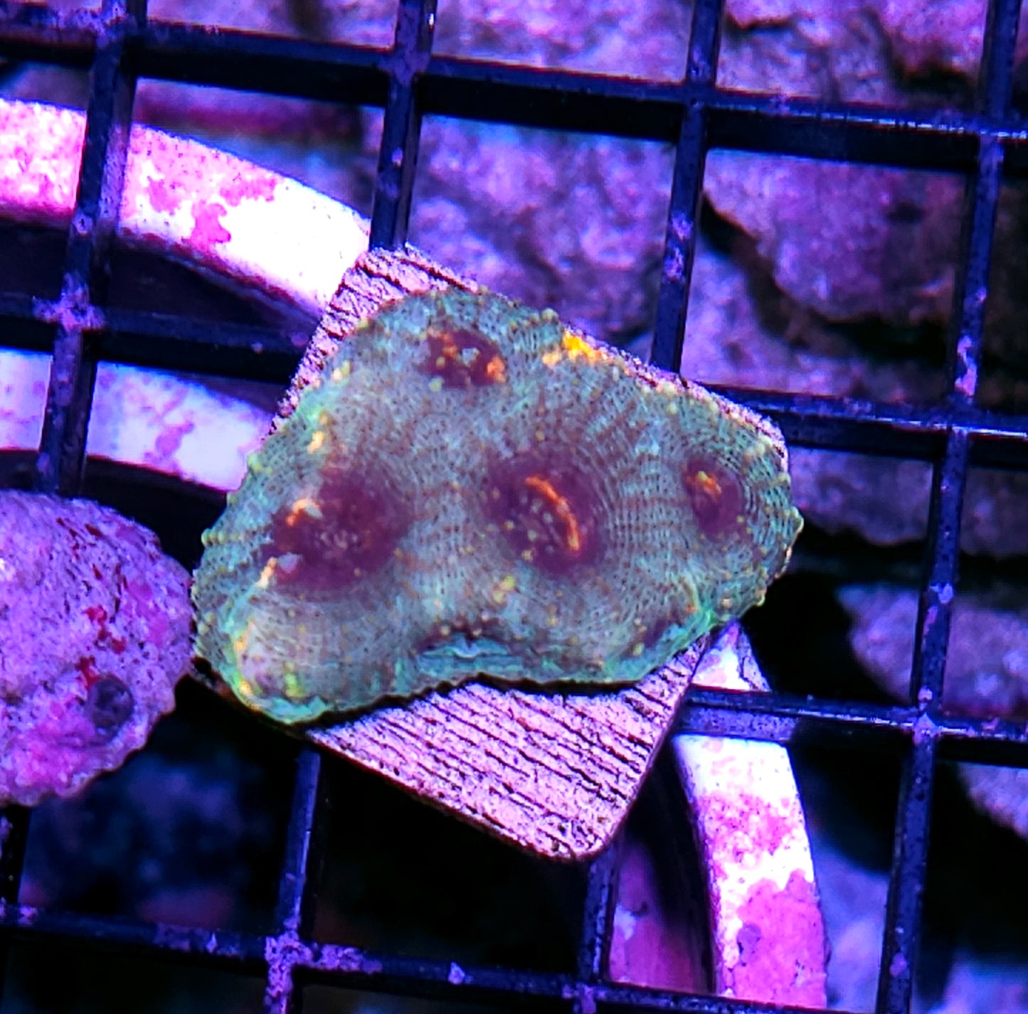Mastermind Acan Echinata