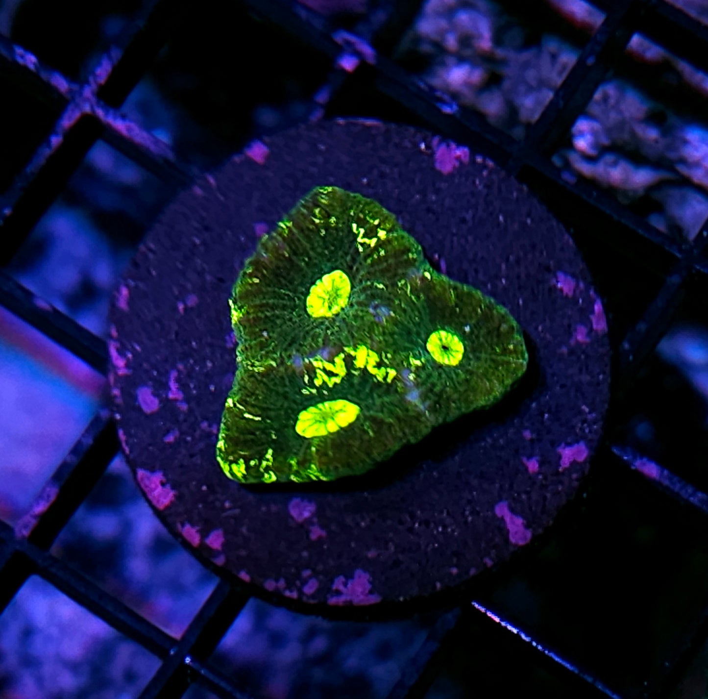 Sewer Rat Goniastrea