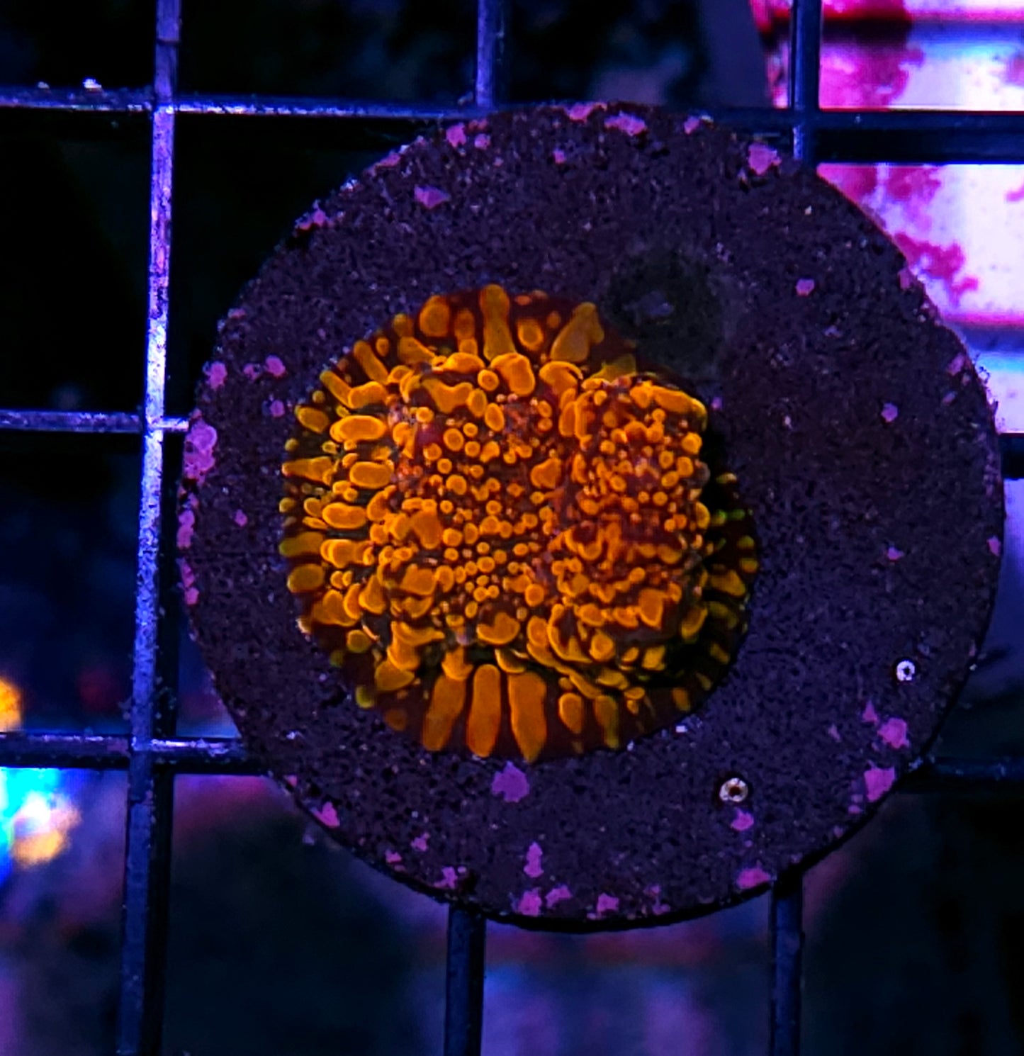 CC Cloud Berries Chalice