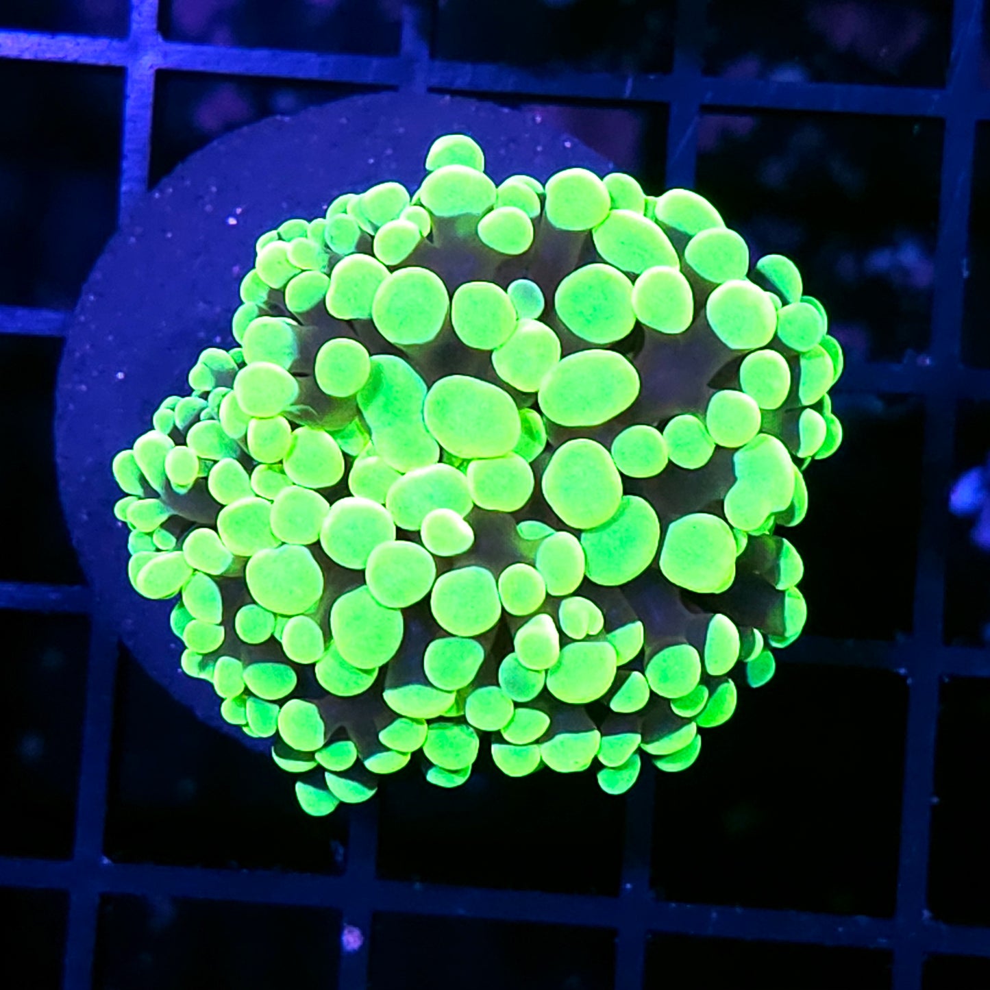 Highlighter Froghammer Hybrid