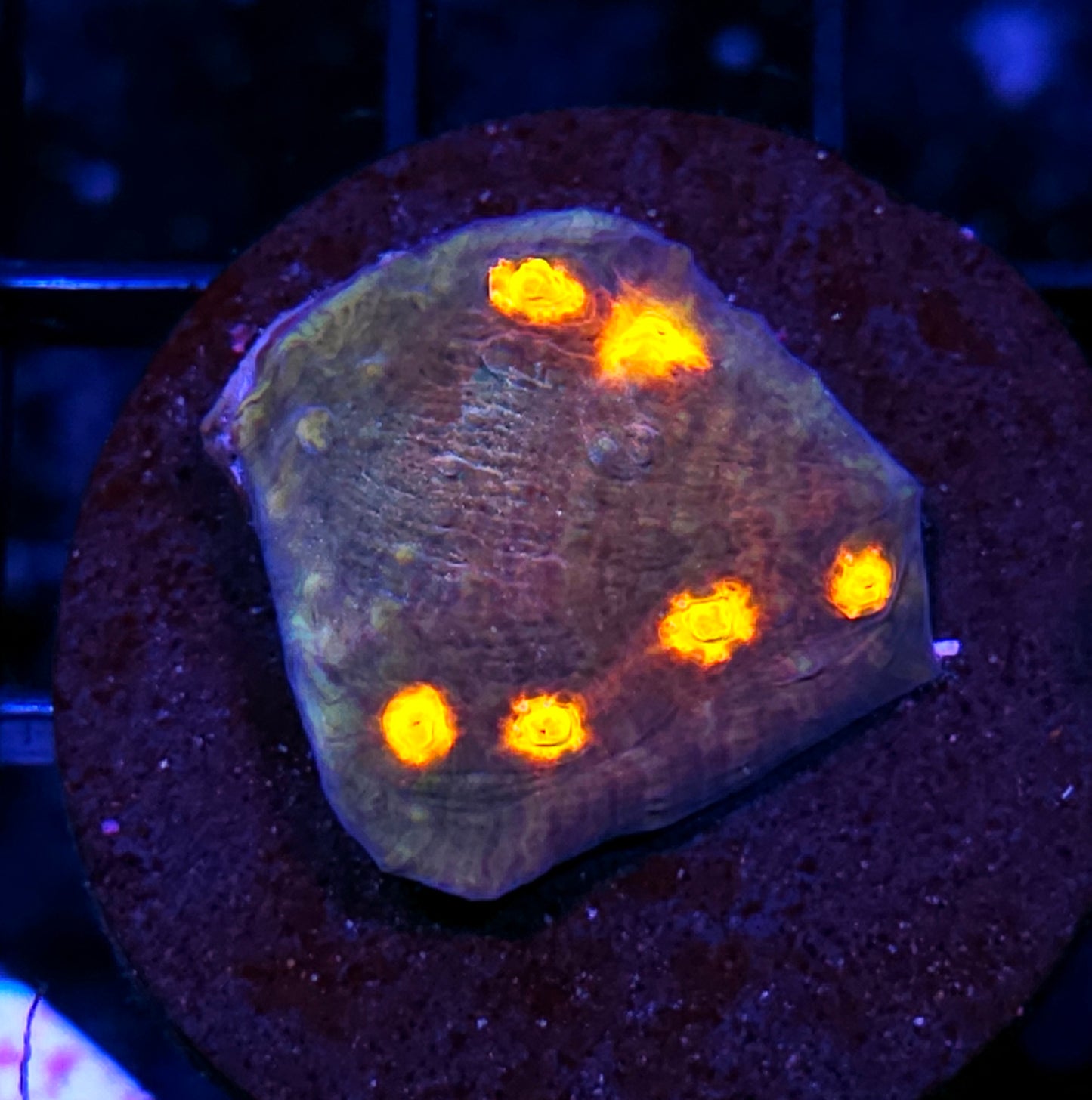 HF Neverland Chalice