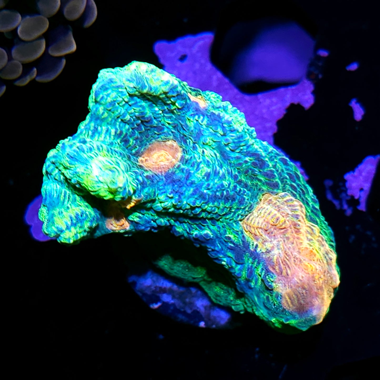 Space Invaders Pectinia