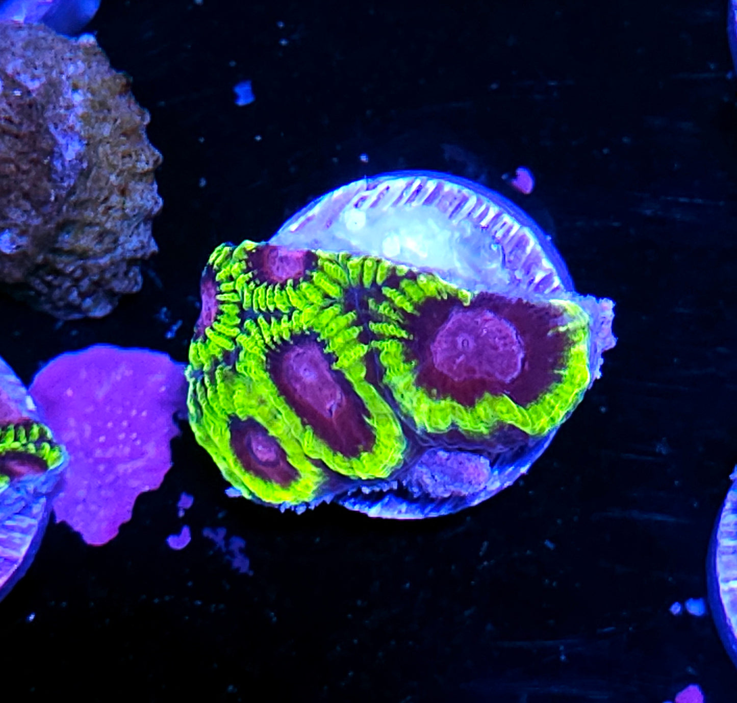 HF Yellow Submarine Favia