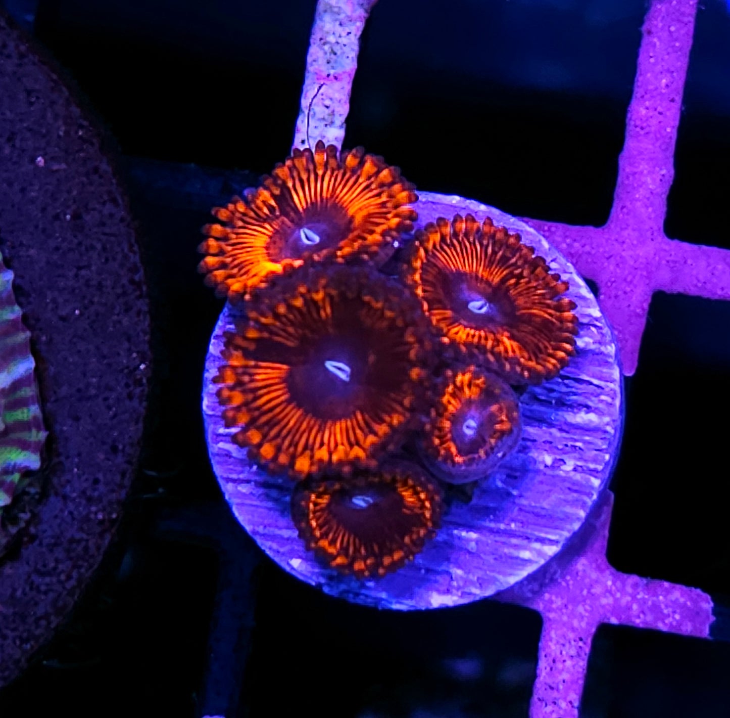 Armageddon Zoas