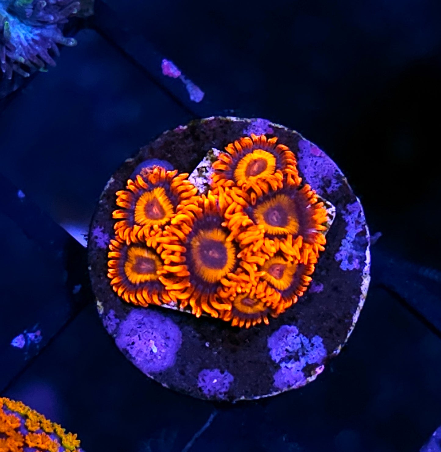 Orange Oxide Zoas