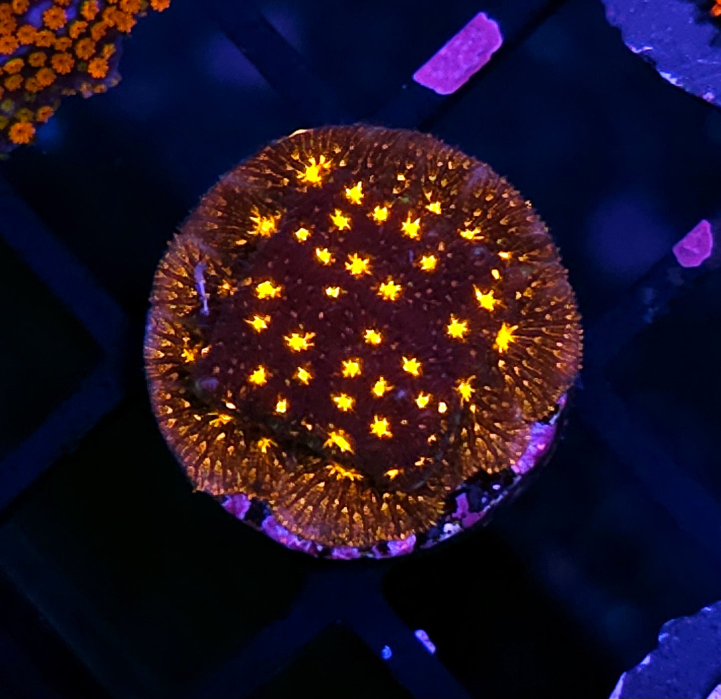 JF Fireworks Leptosersis