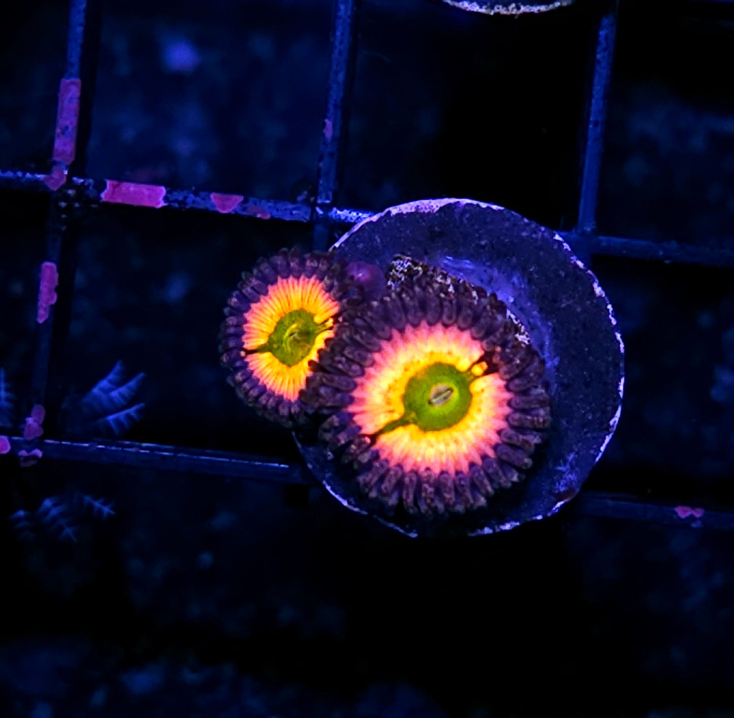 DR Rainbow Implosion Zoas