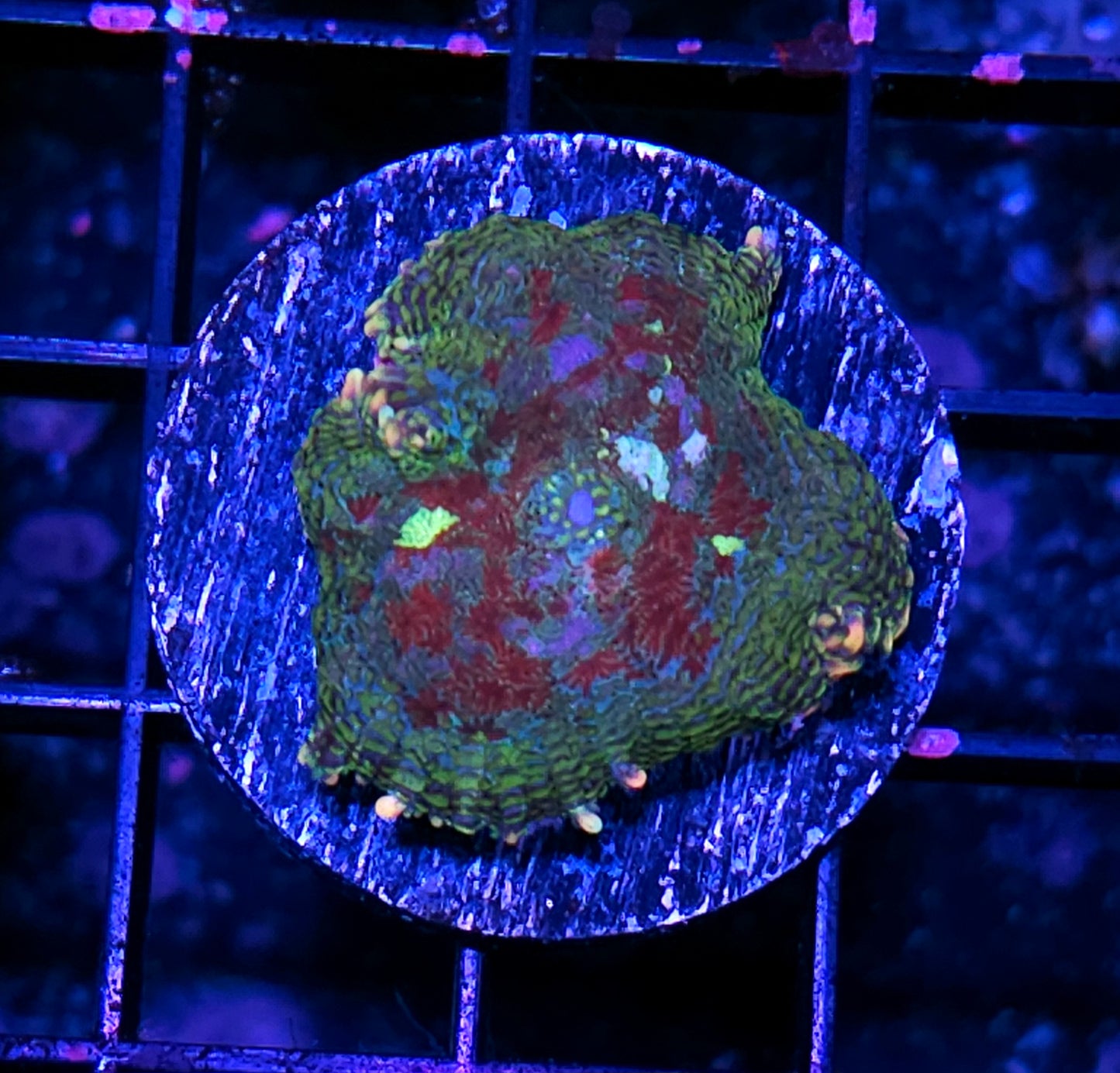 Gang Graffiti Mushroom