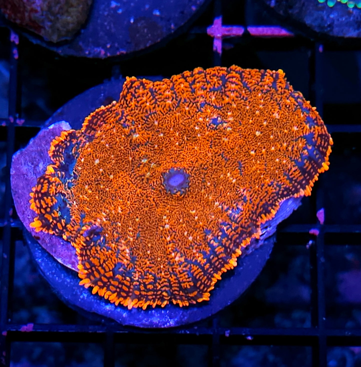 Angry Orange Mushroom