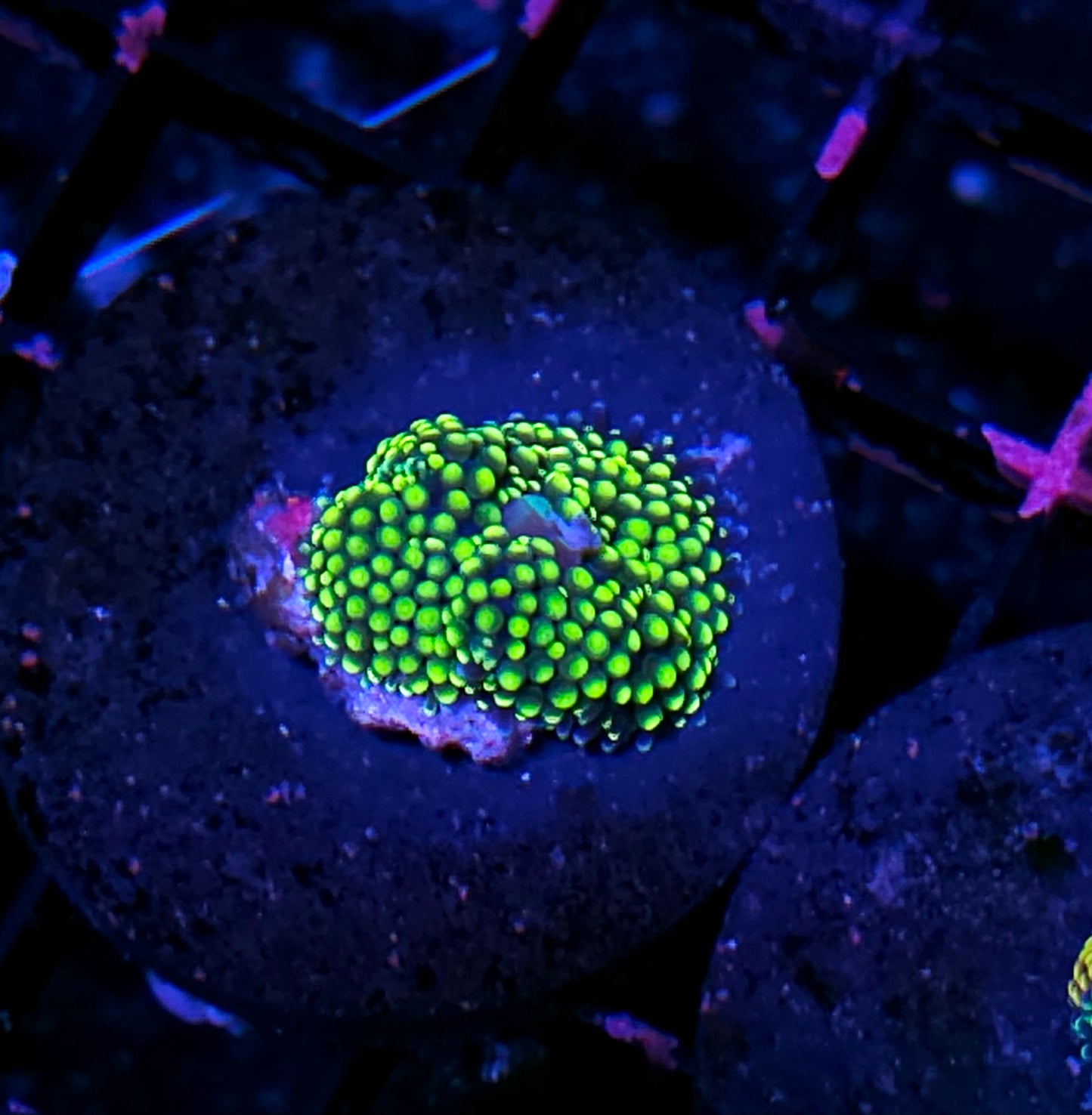 Sour Apple Super Ricordea