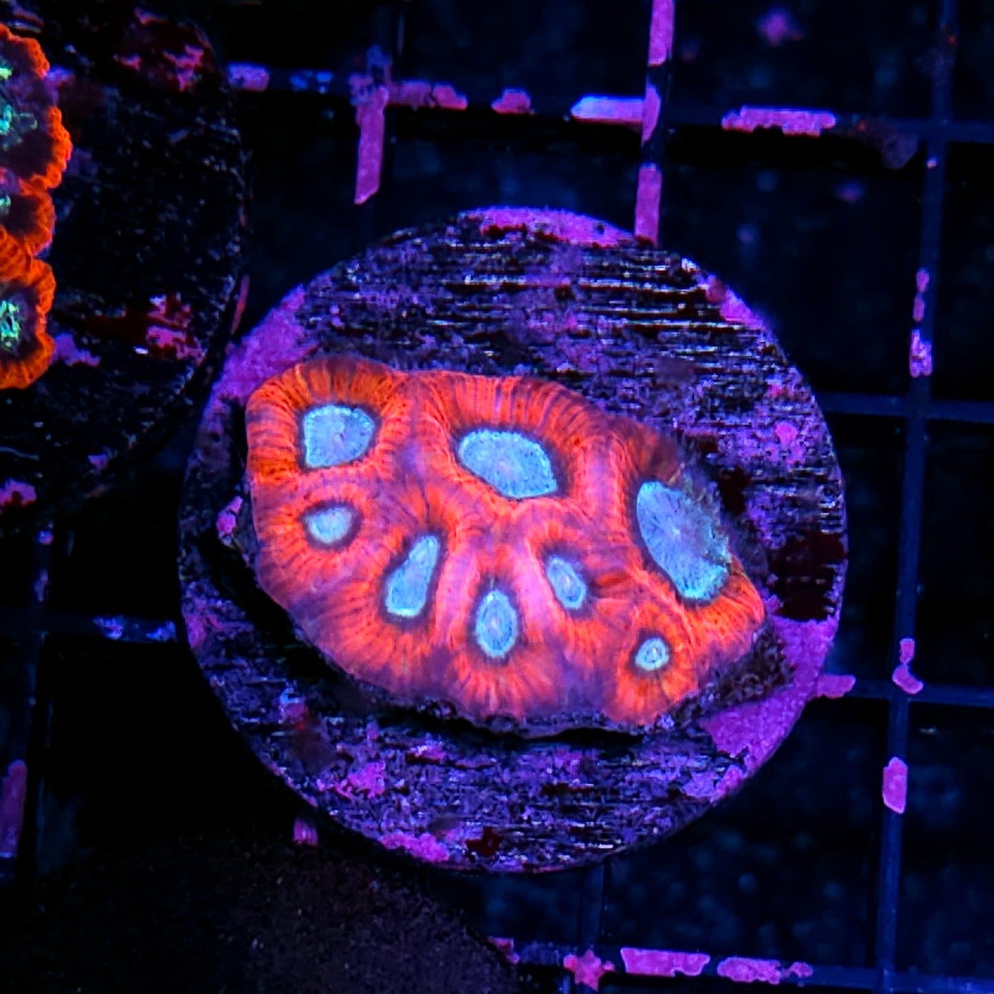 Spooky Spirits Favia