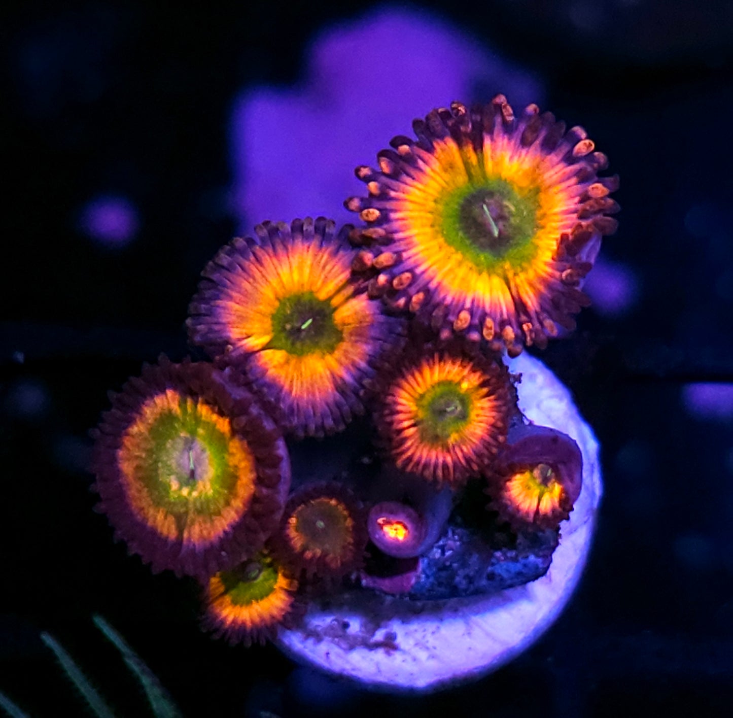 DR Rainbow Implosion Zoas