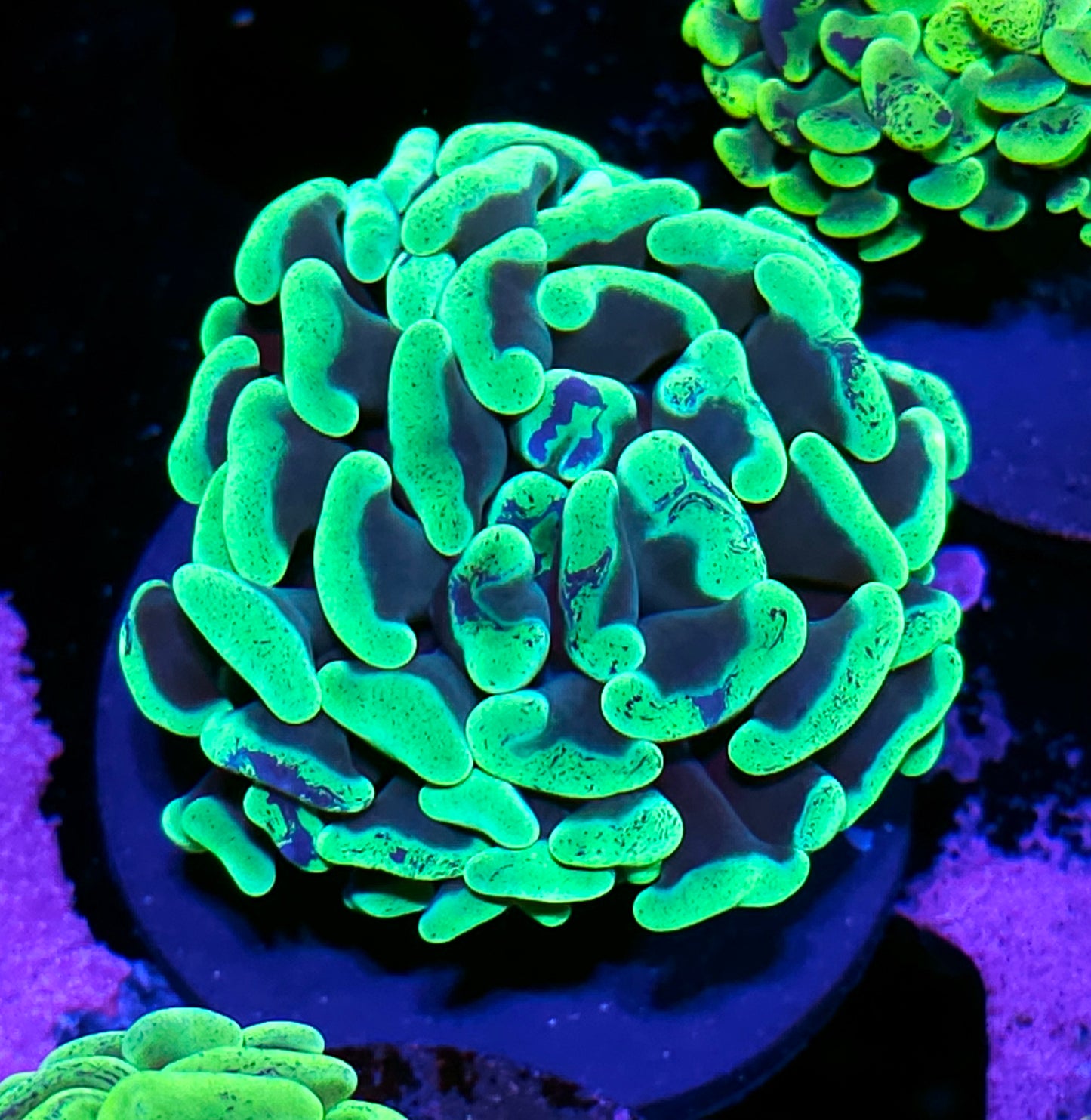 Fat Head Toxic Splatter Branching Hammer