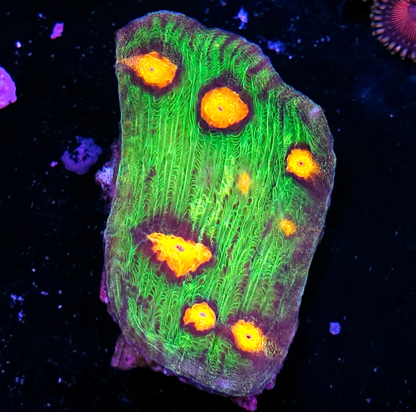 DR Raja Rampage Chalice Mini Colony