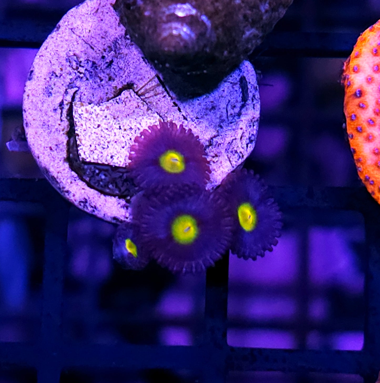 WWC A.O.I Zoas