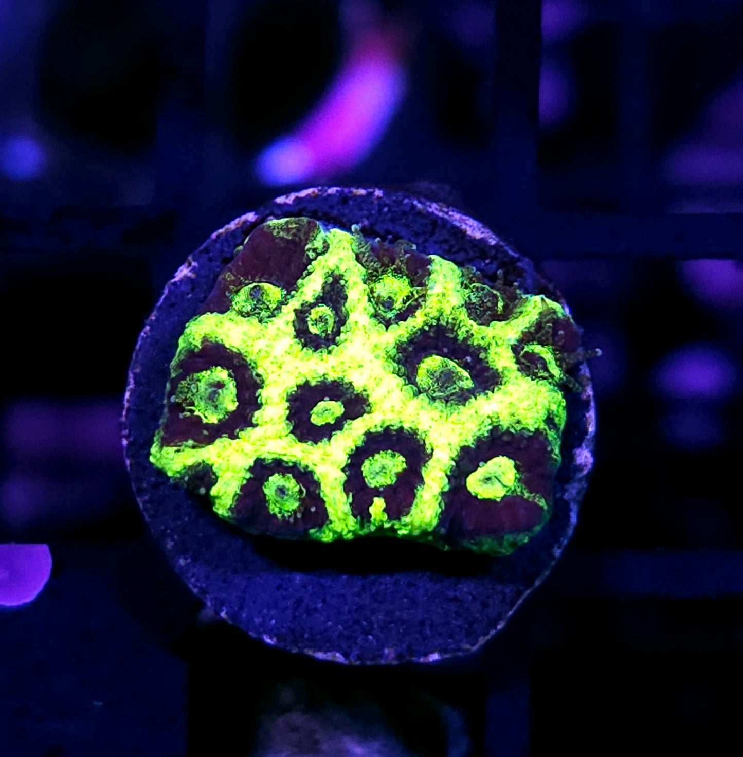 HF Glow Sticks Favites