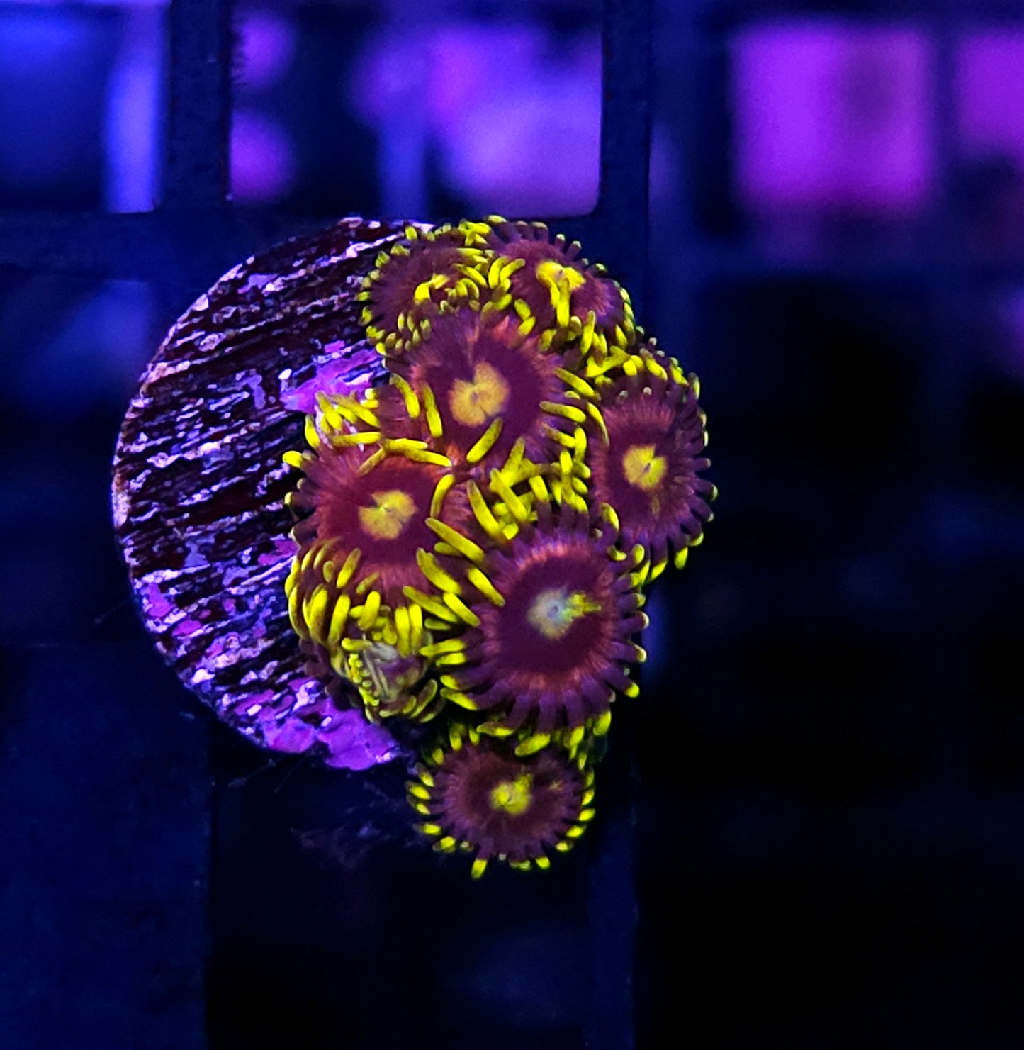 HF Mister Sinister Zoas