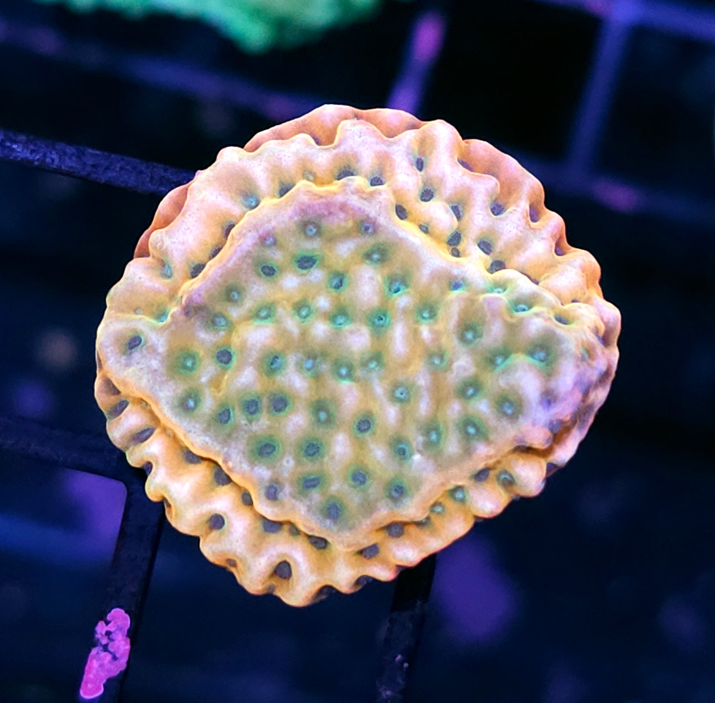JF Beach Bum Montipora